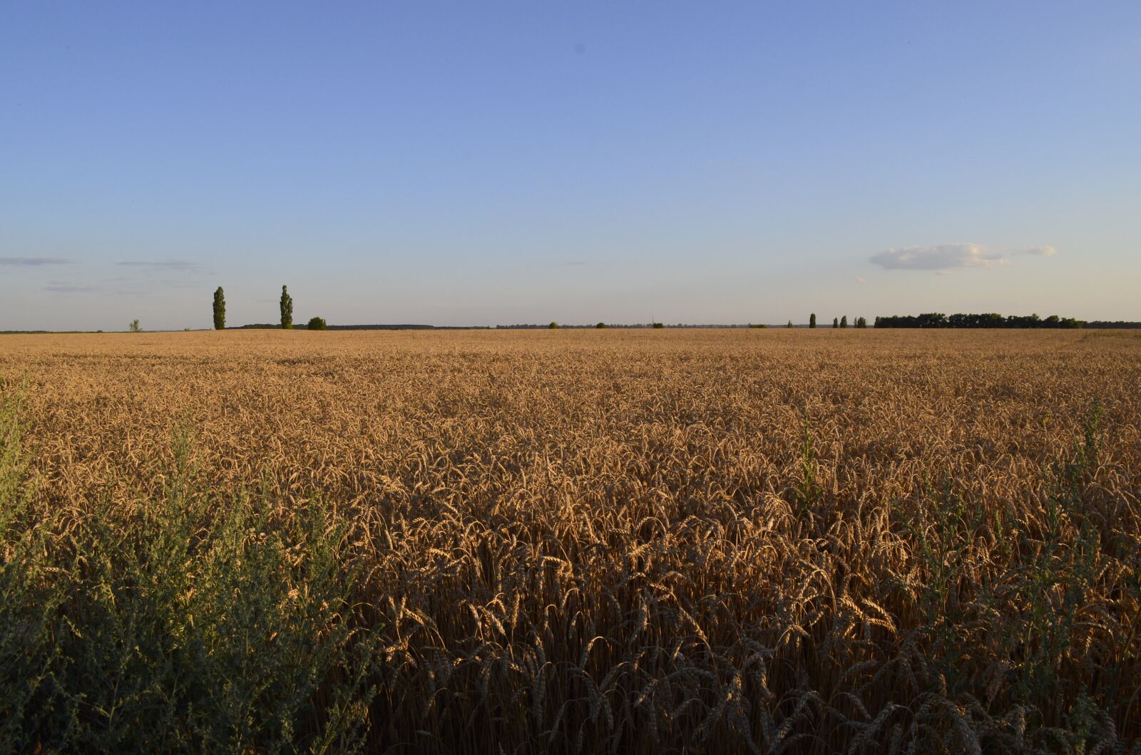 Nikon D5100 sample photo. Field, wheat, nature photography