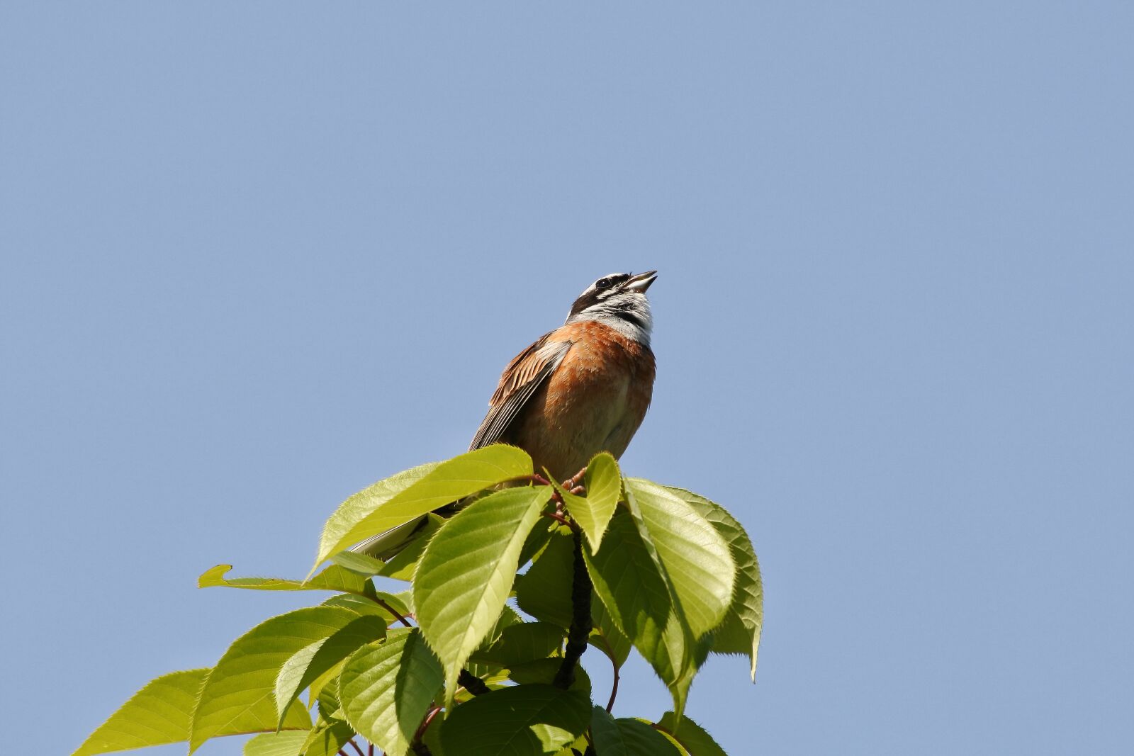 Nikon 1 J5 + VR 55-200mm f/4-5.6G sample photo. Animal, plant, wood photography