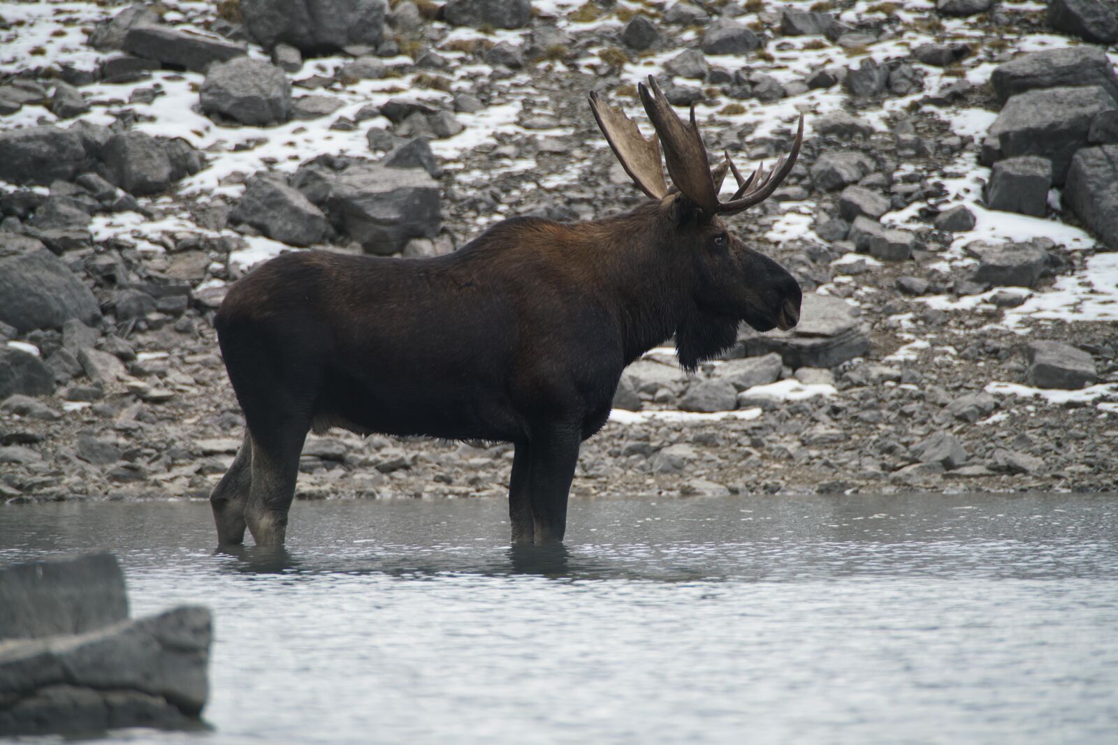 Sony a99 II sample photo. Moose, canada, animal photography
