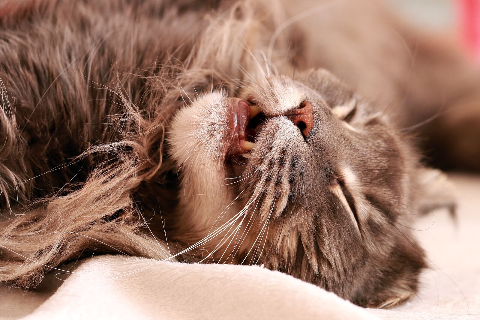 Canon EOS 7D Mark II sample photo. Cat, tomcat, the head photography
