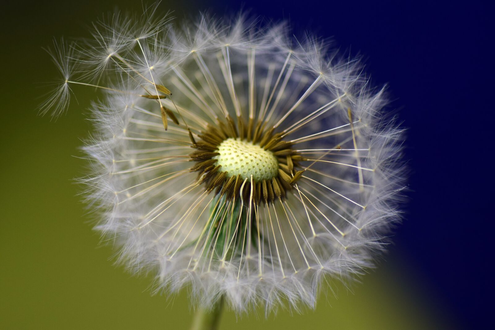 Nikon D3300 sample photo. Dandelion, seeds, flower photography