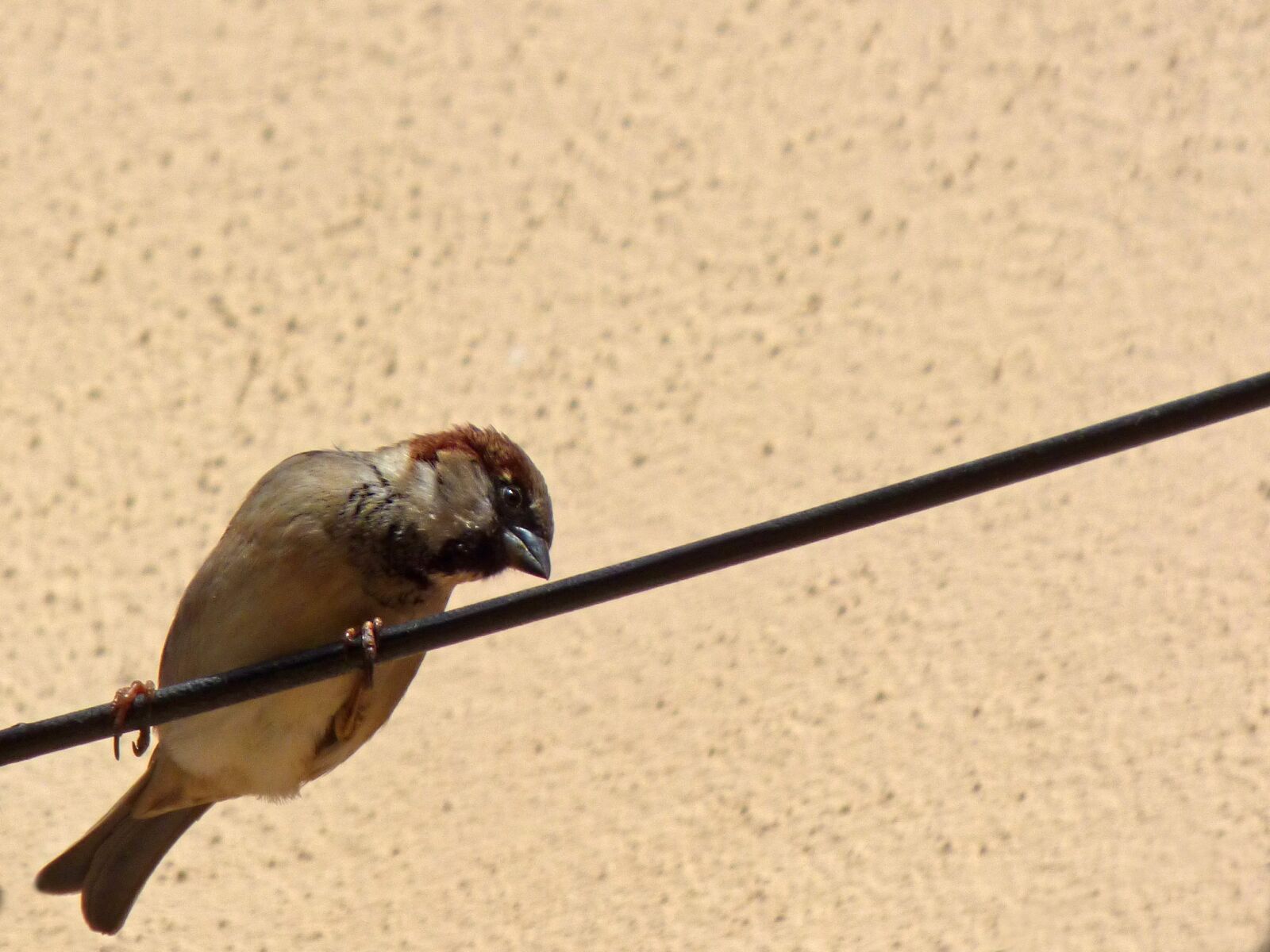 Panasonic Lumix DMC-FZ70 sample photo. Cable sparrow, lookout, bird photography
