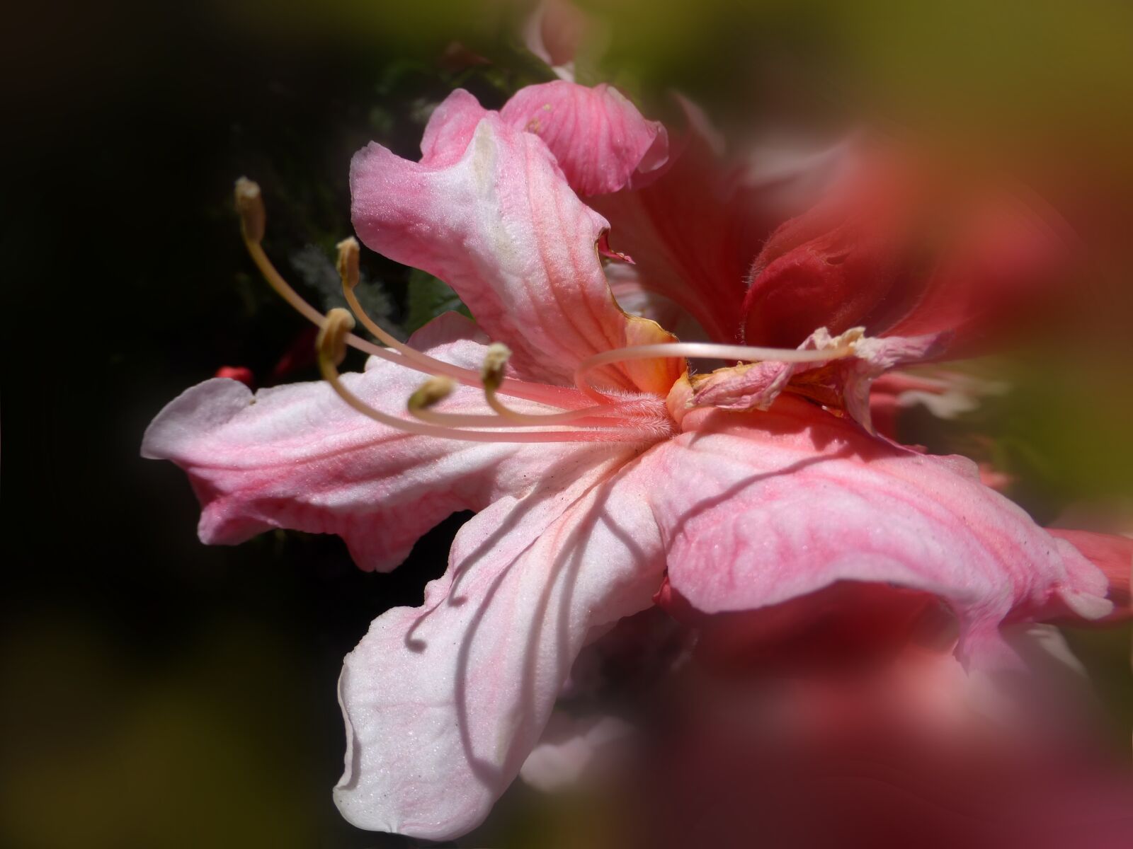 Panasonic DMC-TZ30 sample photo. Bloom, flower, garden photography