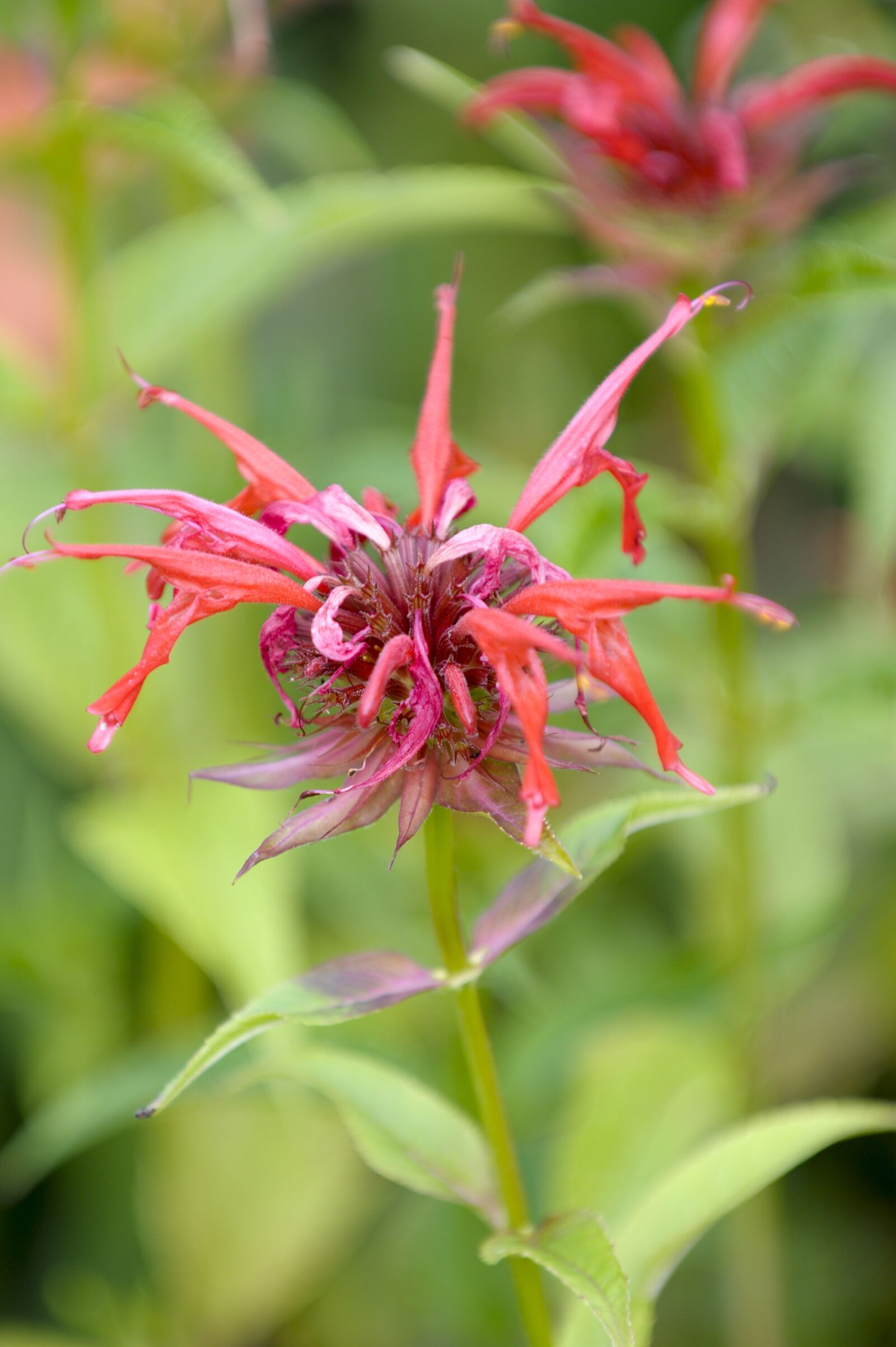 Nikon D3 sample photo. Indian nettle, blossom, bloom photography
