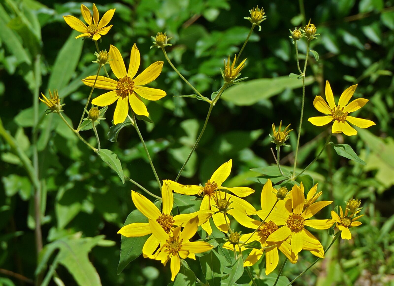 Sony Alpha NEX-5T sample photo. Yellow composite, yellow, yellow photography