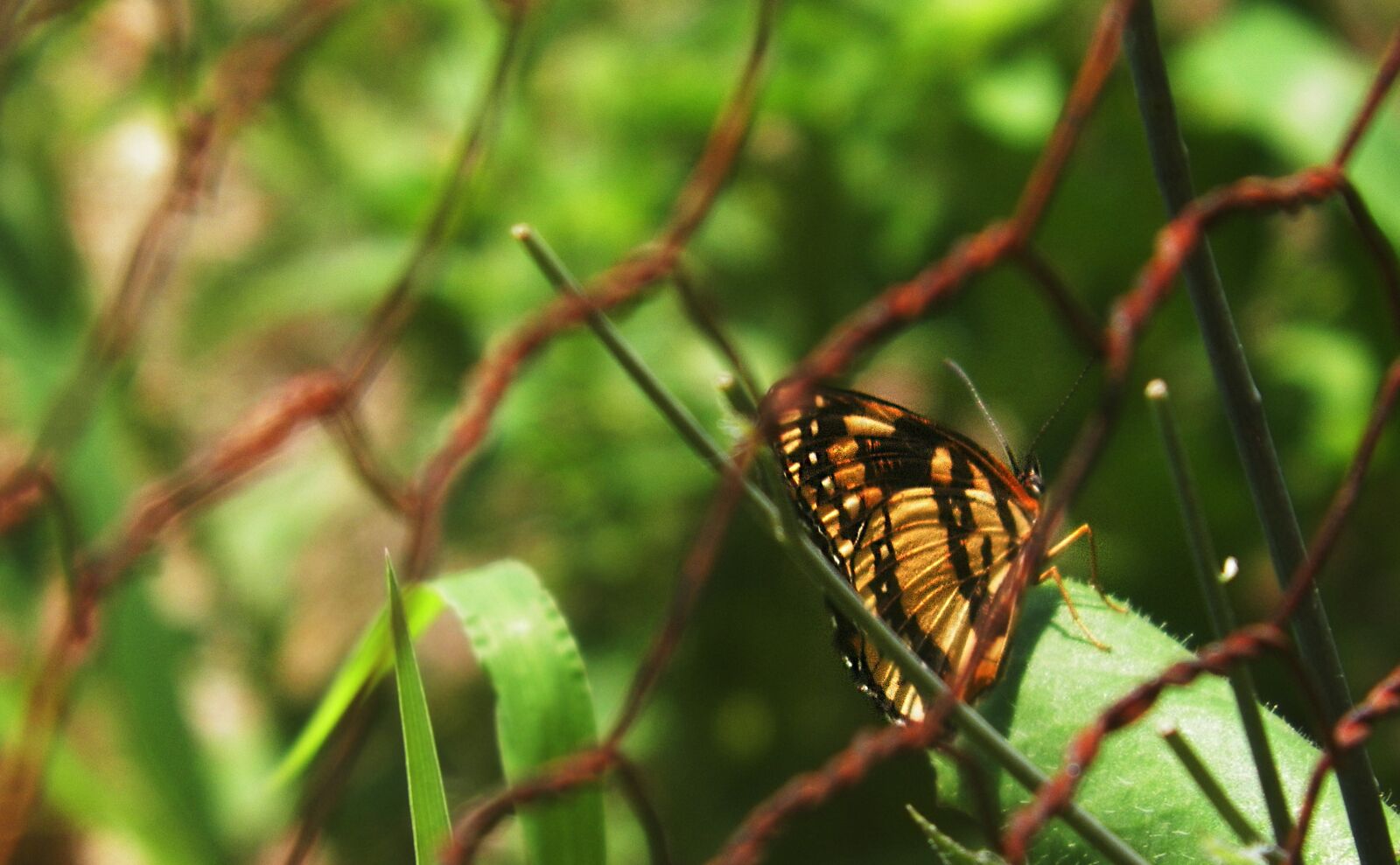Kodak EASYSHARE Z5010 DIGITAL CAMERA sample photo. Fly, flying, sky photography