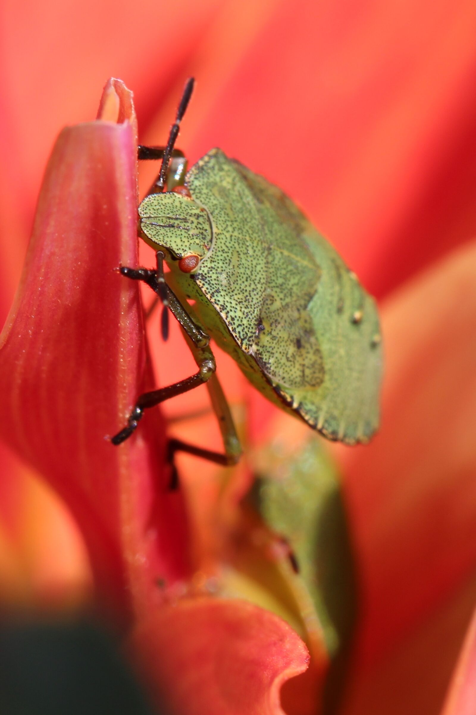 Canon EF 100mm F2.8L Macro IS USM sample photo. Wants, flower, nature photography