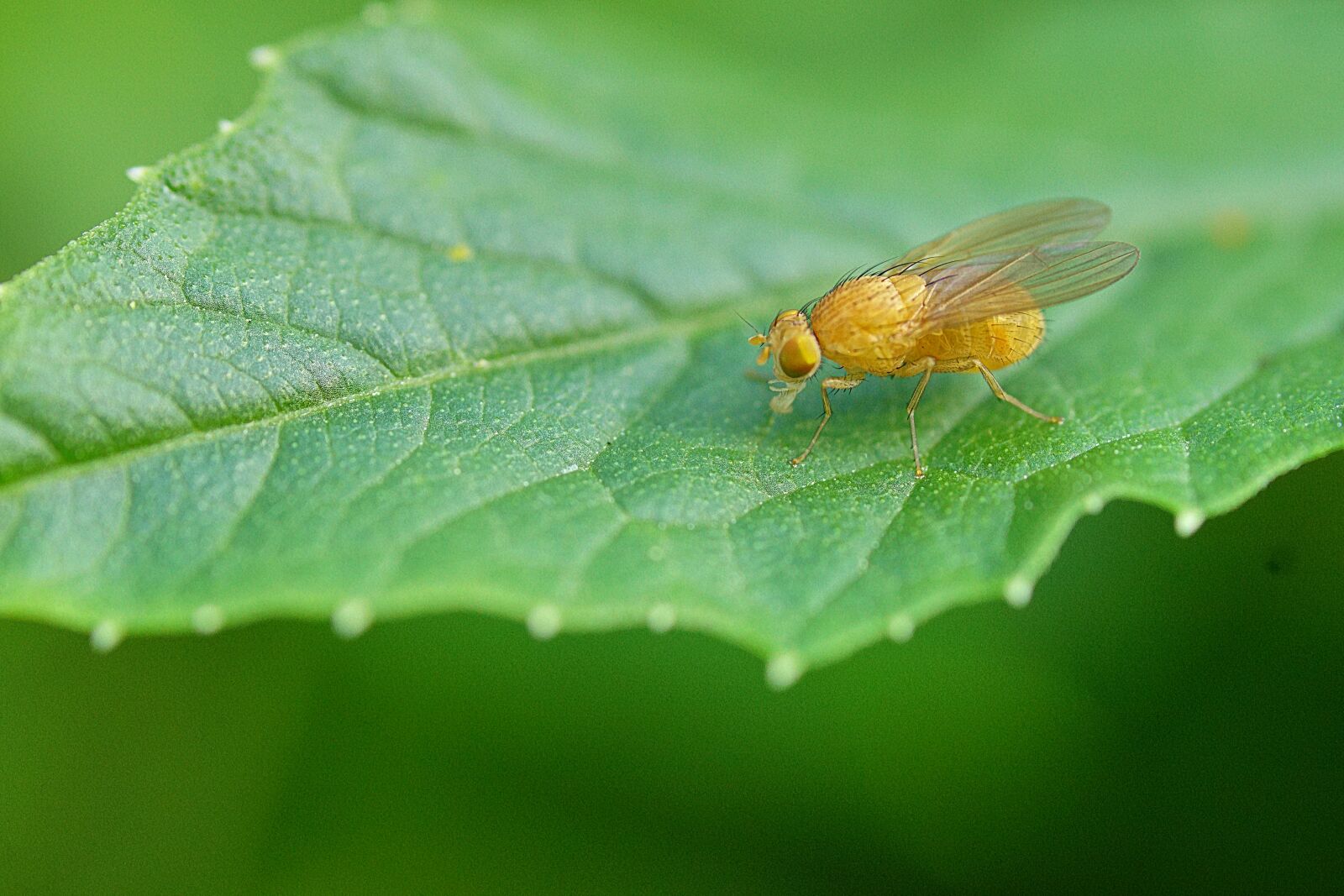 Tokina Firin 100mm F2.8 FE Macro sample photo. Nature, insect, fly photography