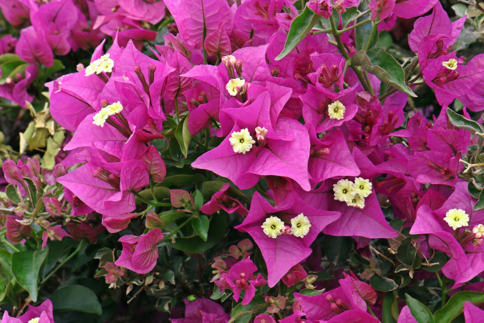 Canon EOS 7D Mark II sample photo. Bougainvillea, summer, flower photography