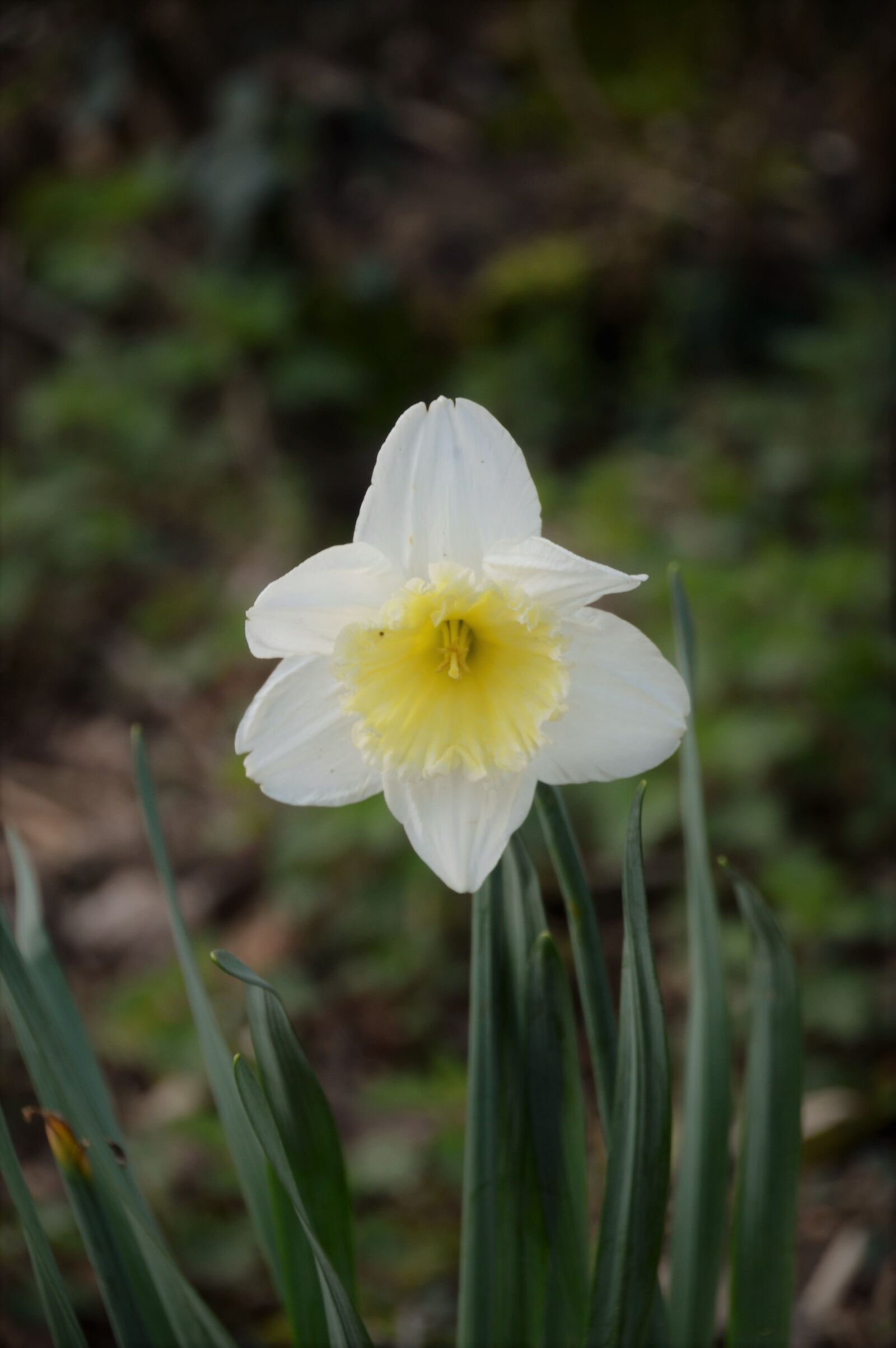 Nikon D3200 sample photo. Daffodil, flower, narcissus photography