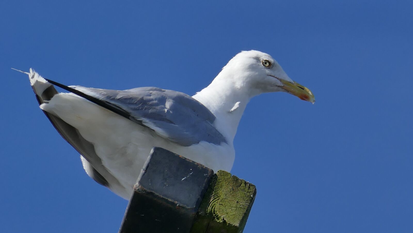 Leica V-Lux (Typ 114) sample photo. Seagull, animal, bird photography