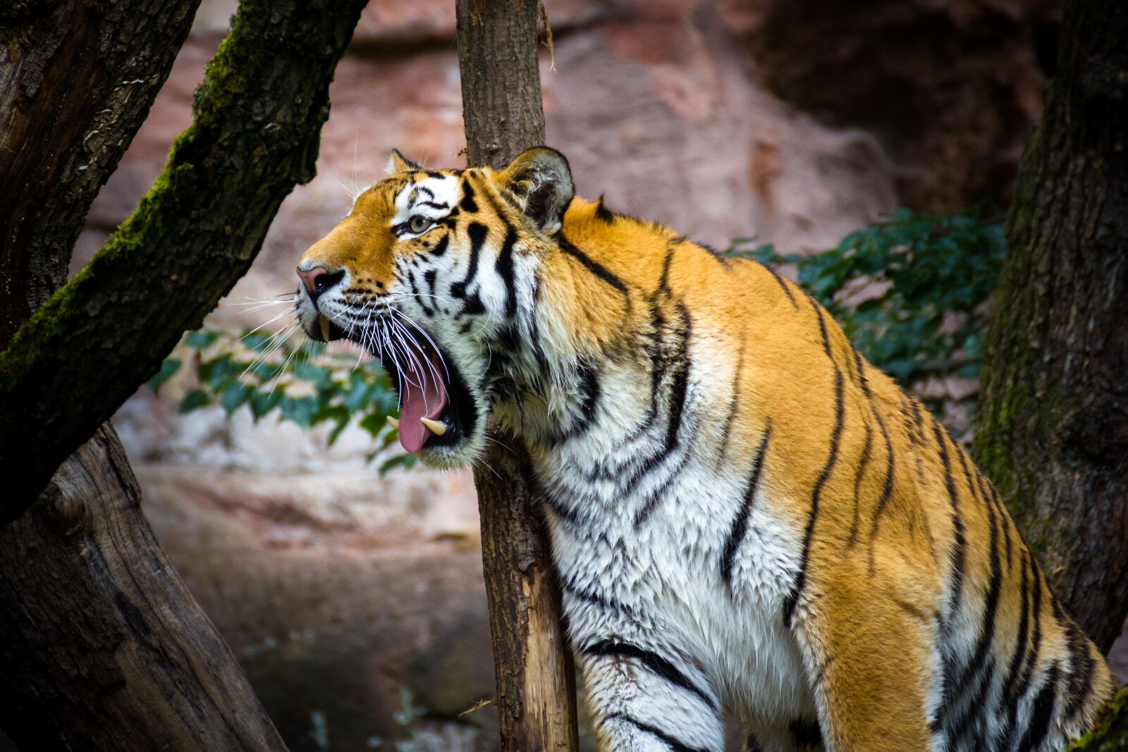 Canon EOS 550D (EOS Rebel T2i / EOS Kiss X4) sample photo. Tiger, wild, predator photography