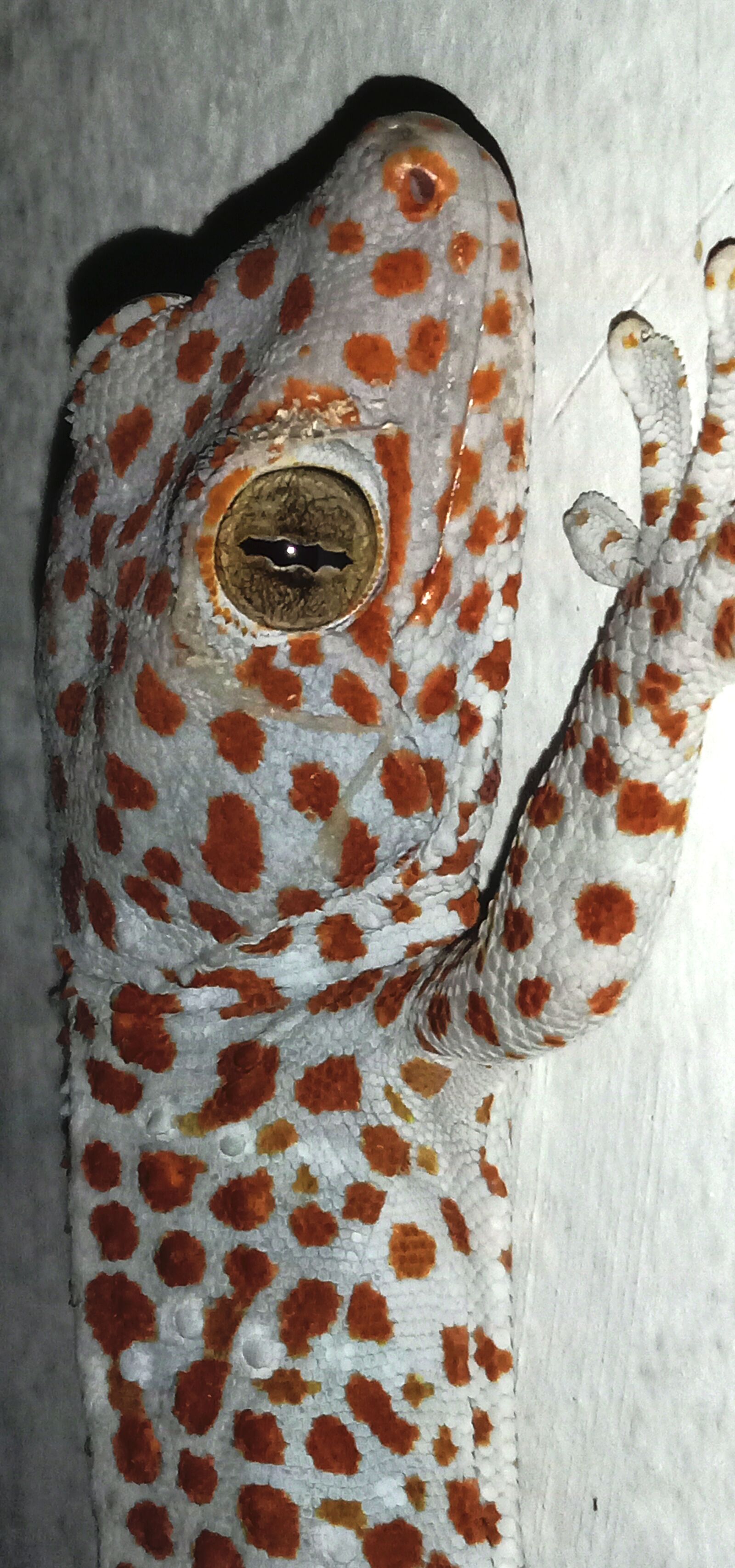 vivo 1904 sample photo. Gecko, lizard, reptile photography