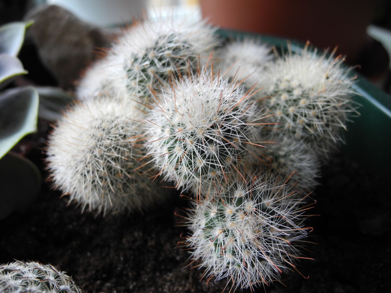 Nikon Coolpix P7000 sample photo. Cactus, round, thorns photography