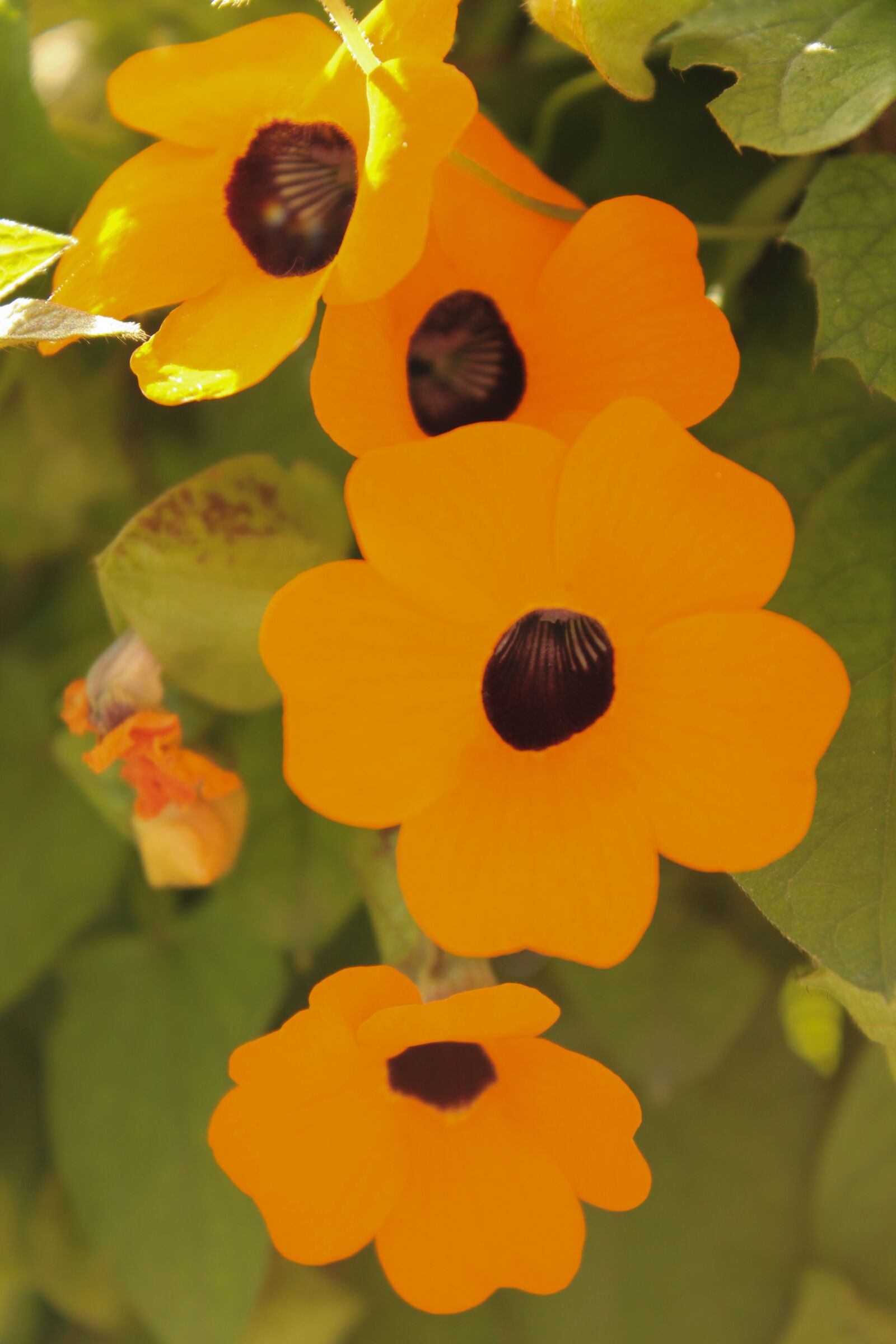 Canon EOS 550D (EOS Rebel T2i / EOS Kiss X4) sample photo. Garden, flower, orange photography