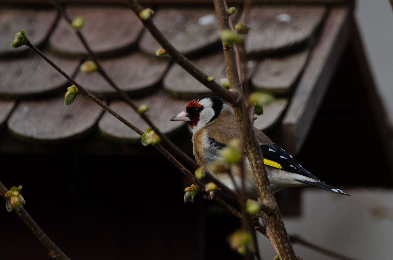 Nikon D7000 sample photo. Goldfinch, nature, bird photography