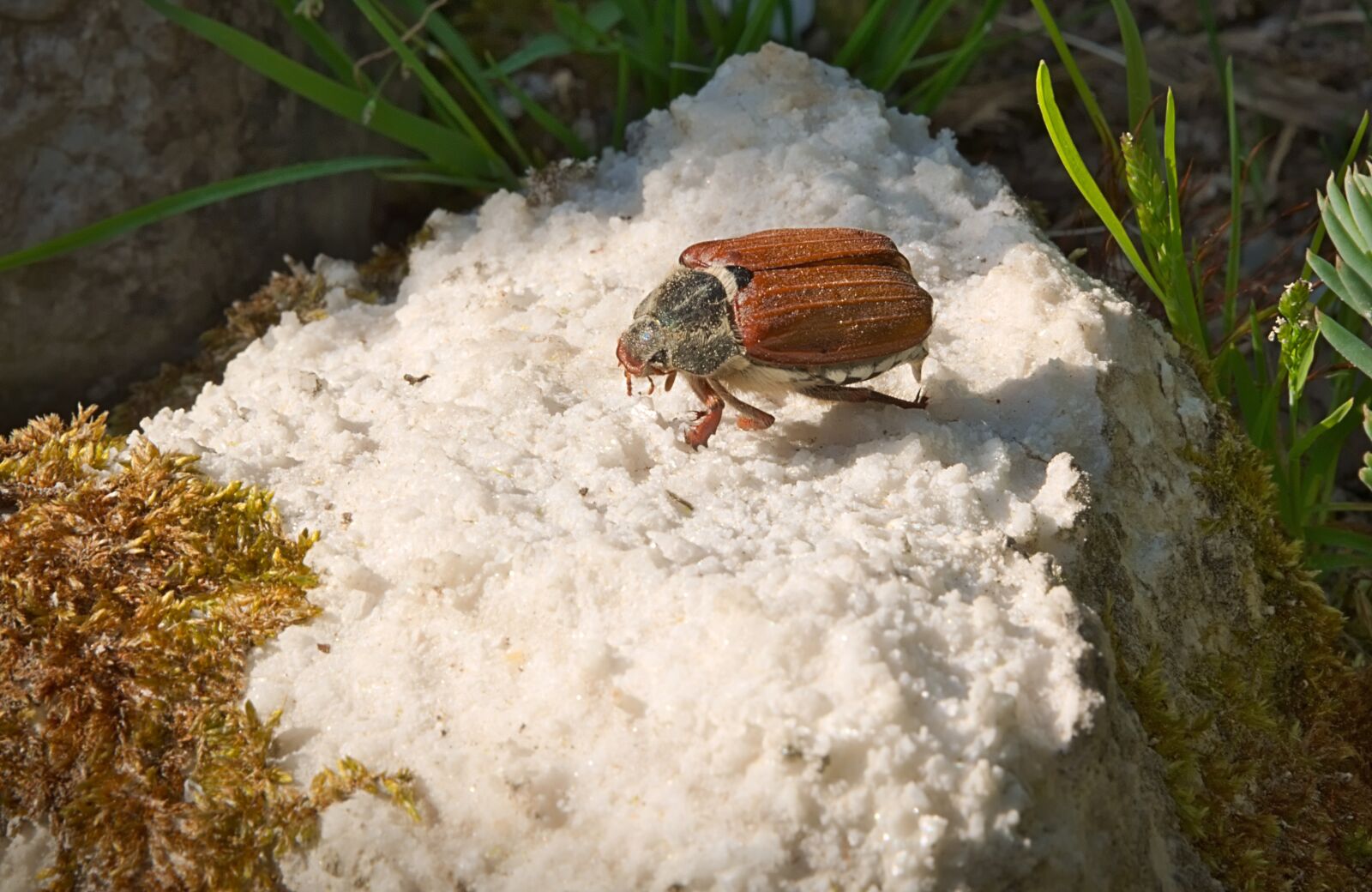 Nikon D3300 sample photo. Maikäfer, insect, brown photography