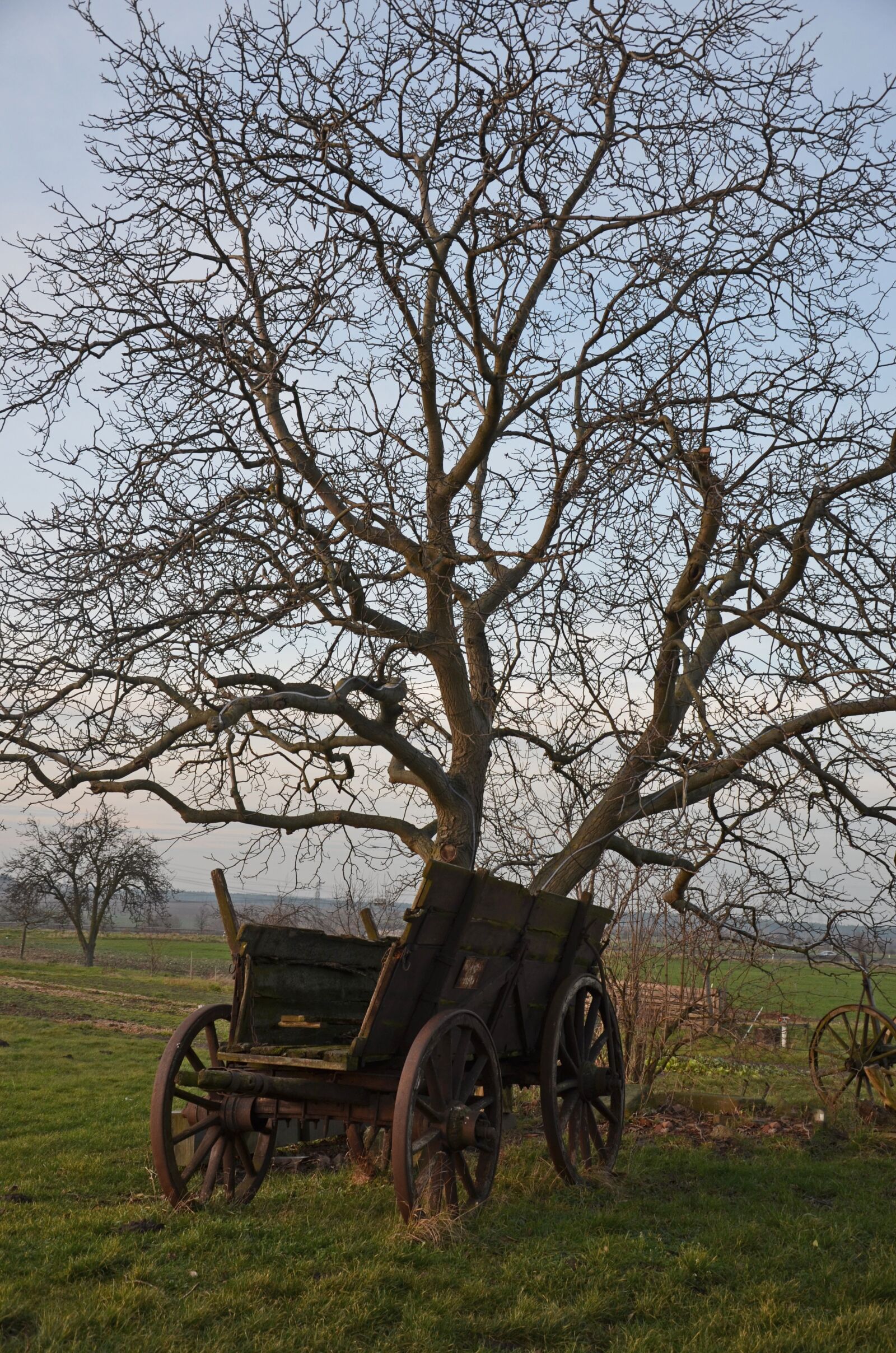 Nikon D5100 sample photo. Car age, tree, wheels photography