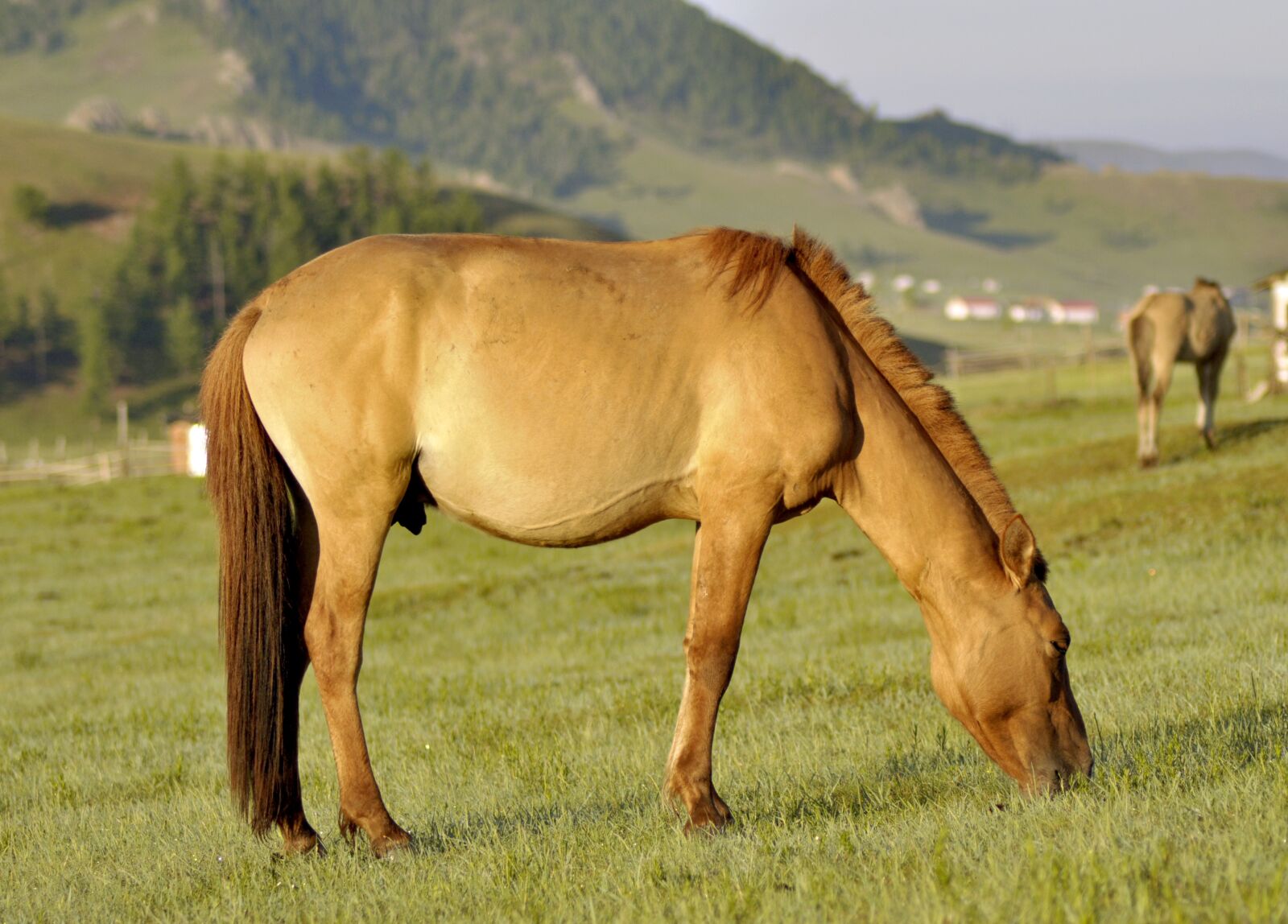 Nikon D90 sample photo. Horse, pasture, mammal photography