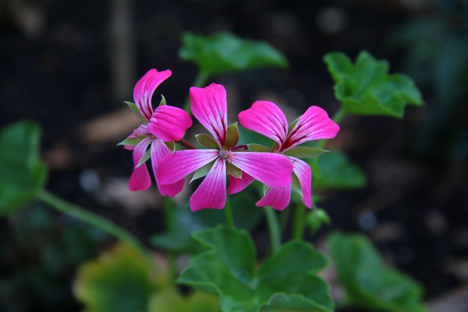 Canon EF-S 17-85mm F4-5.6 IS USM sample photo. Geranium, flower, rose geranium photography