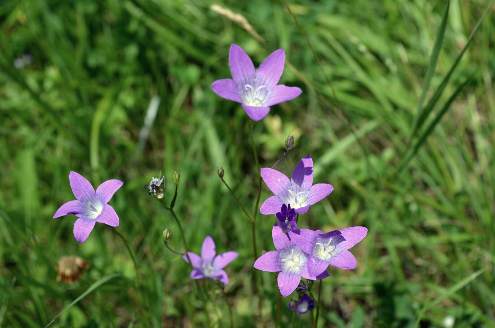 Nikon D5100 sample photo. Flowers, blooming, botanical photography