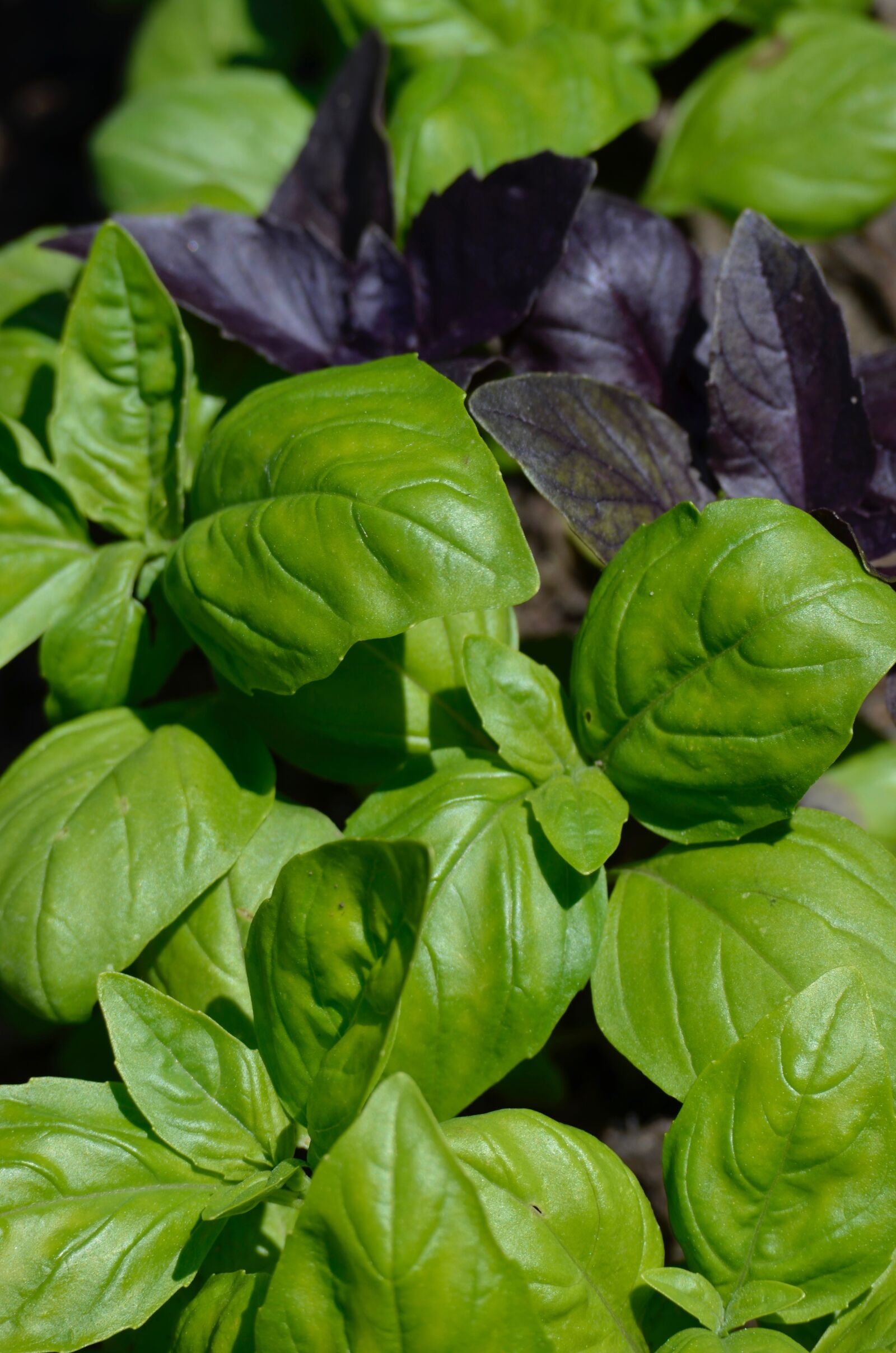 Nikon D5100 sample photo. Basil, culinary herbs, herbs photography