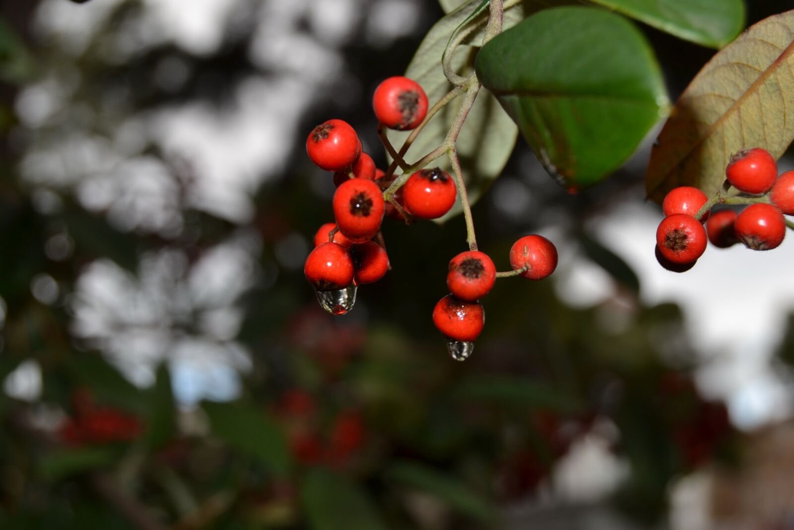 Nikon D3100 sample photo. Tree, branch, berries photography
