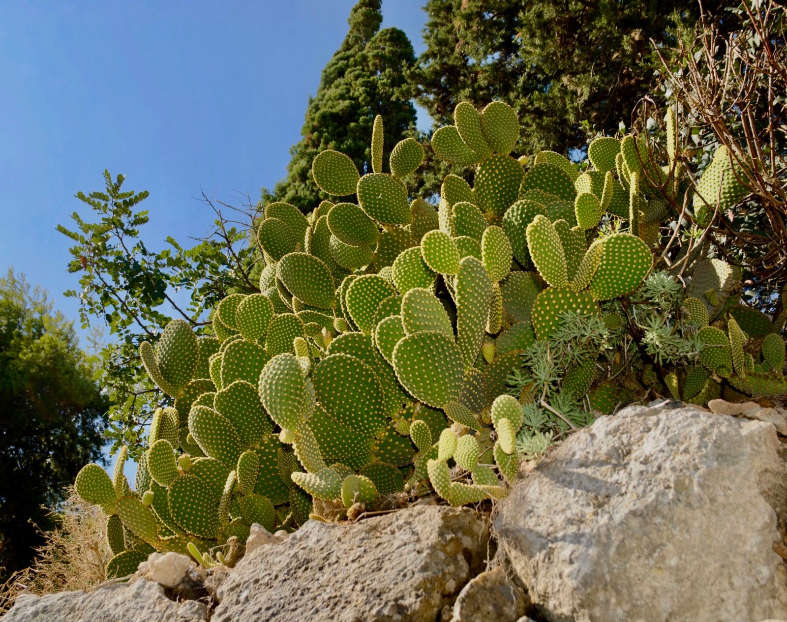 Nikon D200 sample photo. Cactus, plant, thorny photography