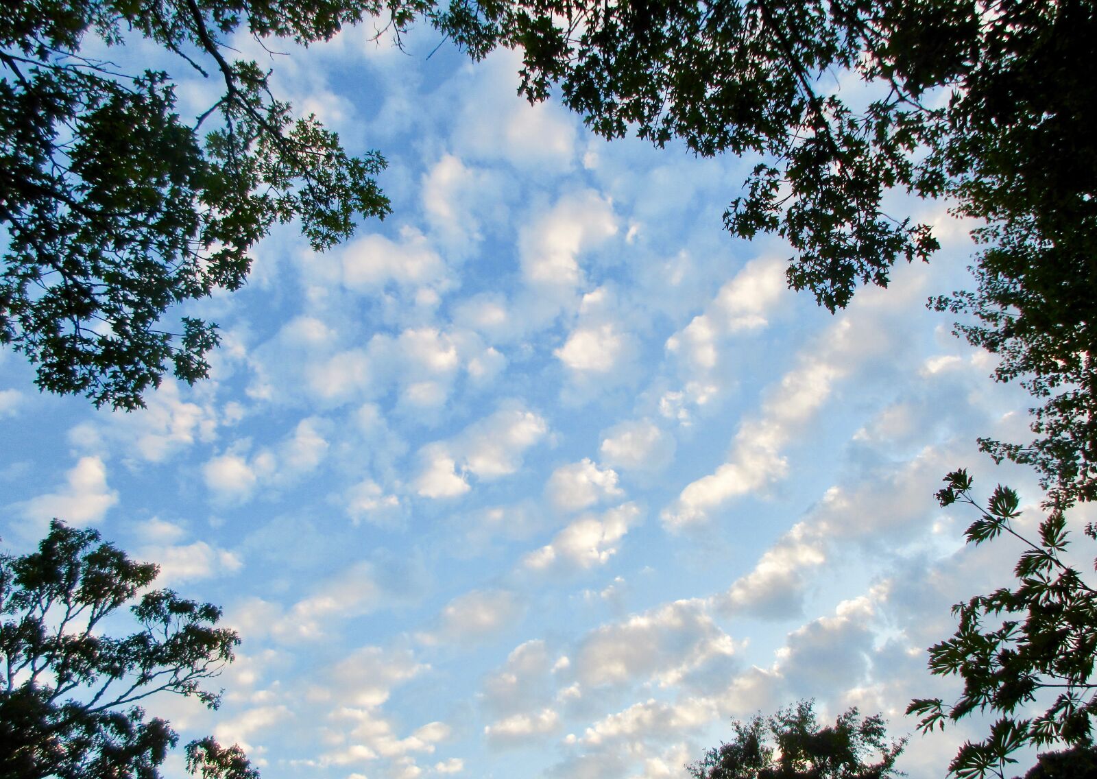 Canon PowerShot ELPH 360 HS (IXUS 285 HS / IXY 650) sample photo. "Sky, trees, clouds" photography
