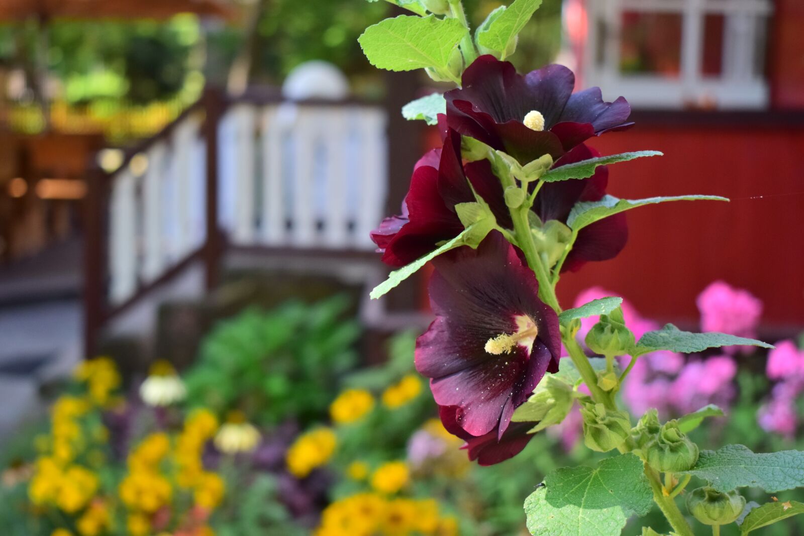 Nikon D5300 sample photo. Flower, flowers, mallow photography