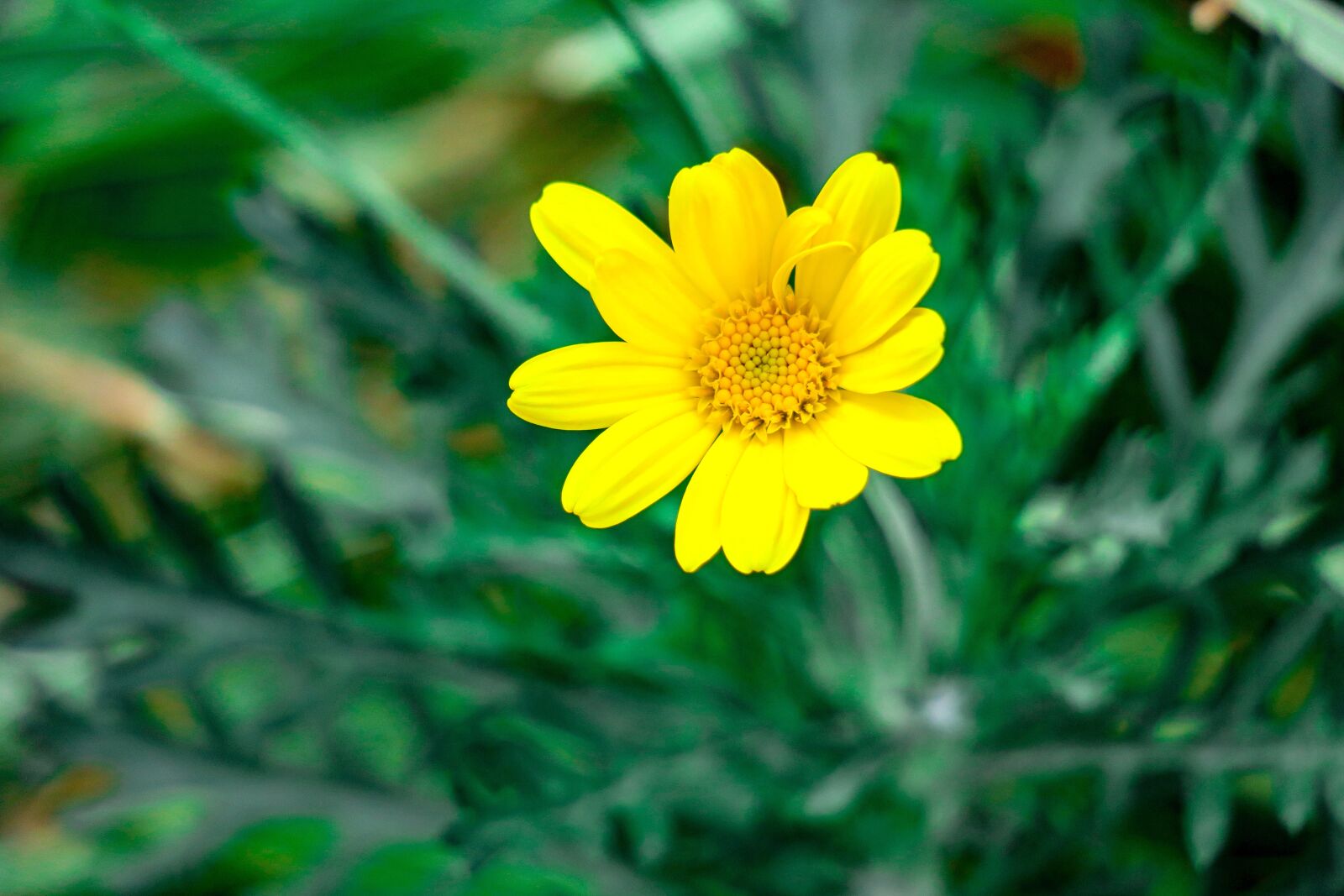 Canon PowerShot G3 X sample photo. Nature, plant, summer photography