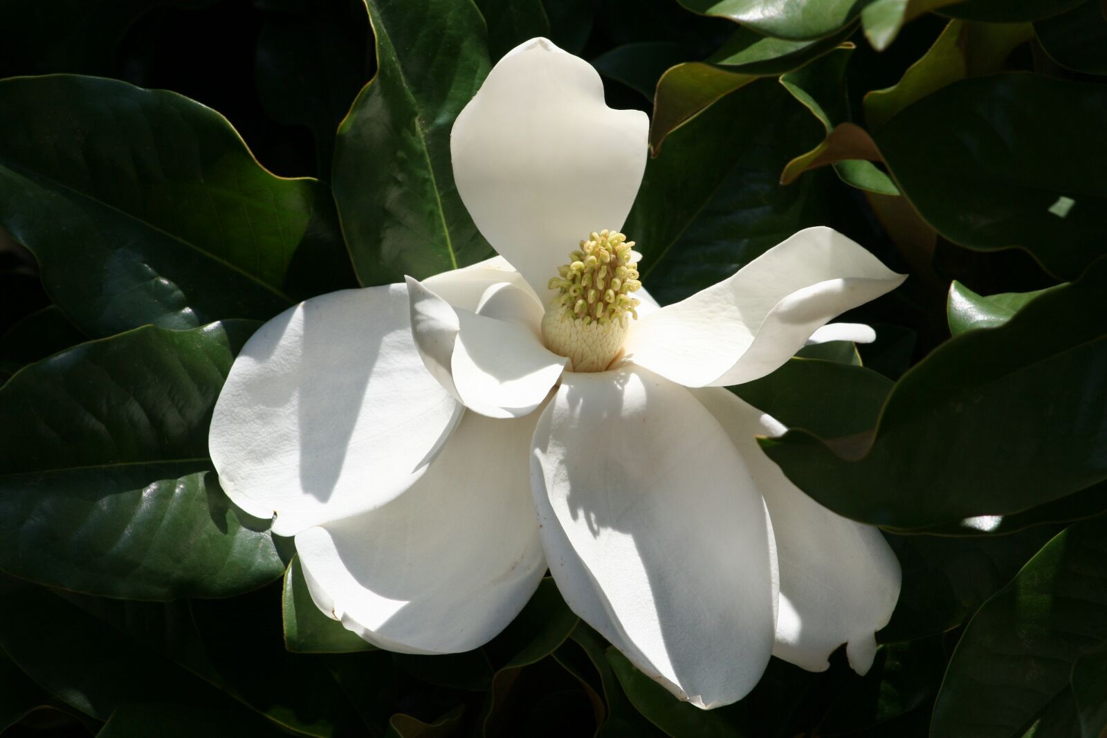Canon EOS 20D sample photo. Magnolia bloom, plant, flower photography