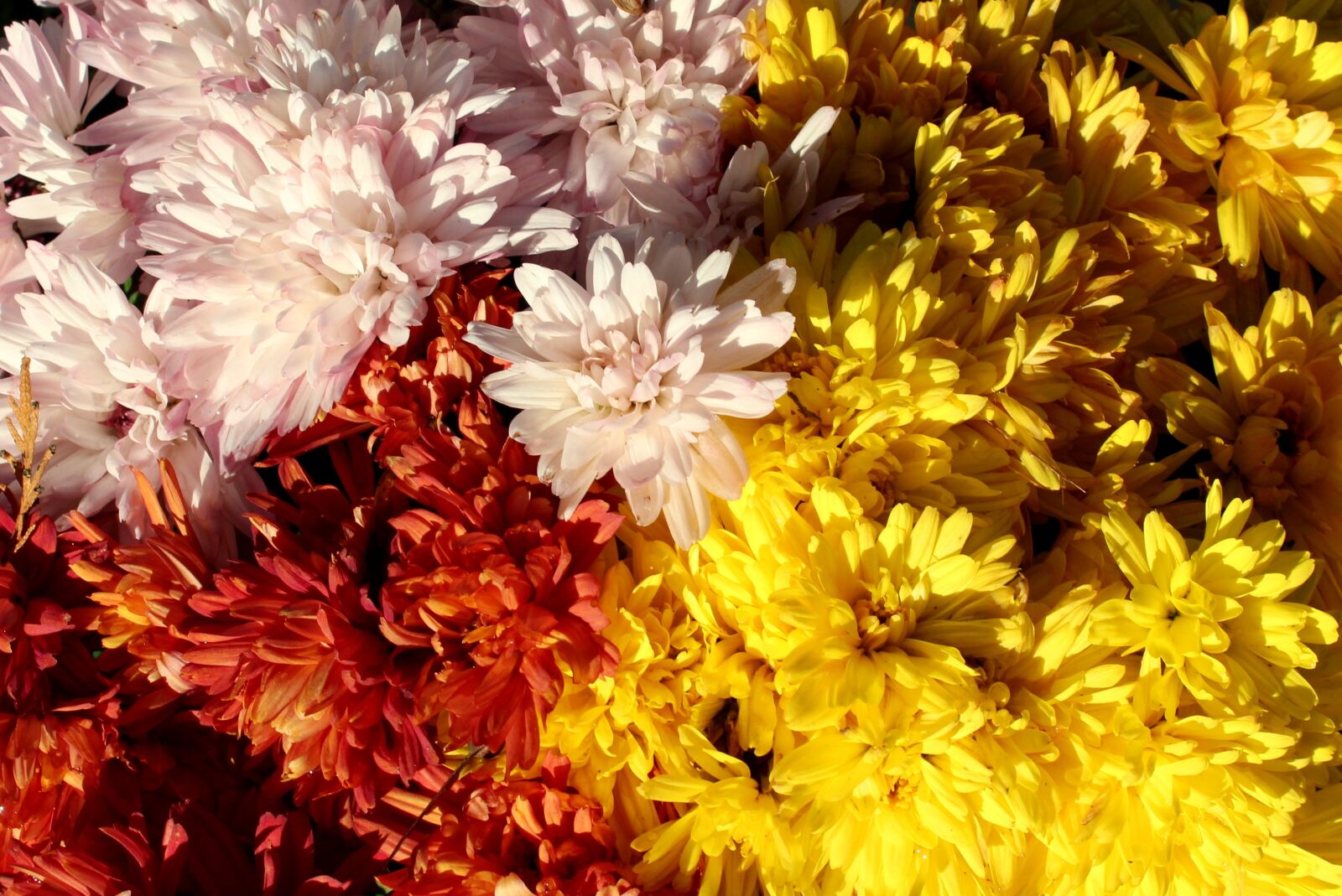 Canon EOS 1200D (EOS Rebel T5 / EOS Kiss X70 / EOS Hi) sample photo. Chrysanthemum, colorful, autumn flowers photography