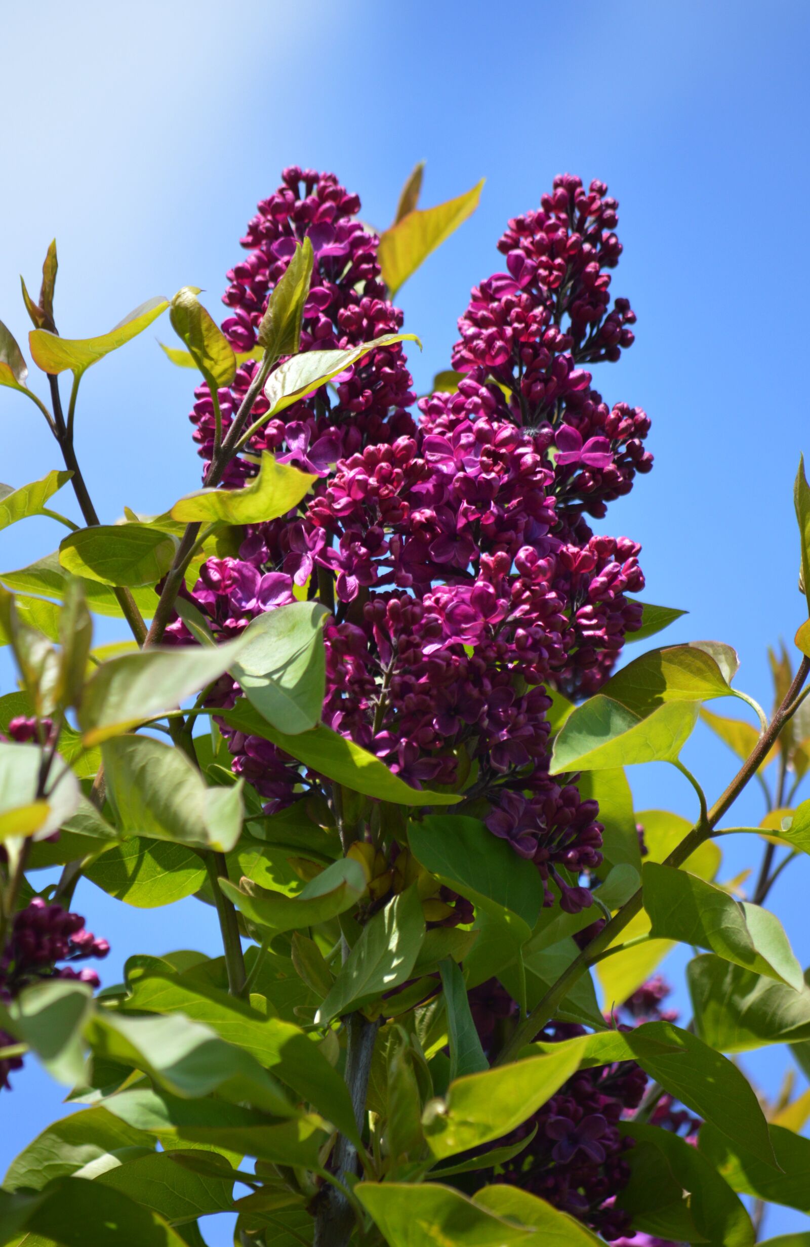 Nikon D3200 sample photo. Lilac, ornamental shrub, blue photography
