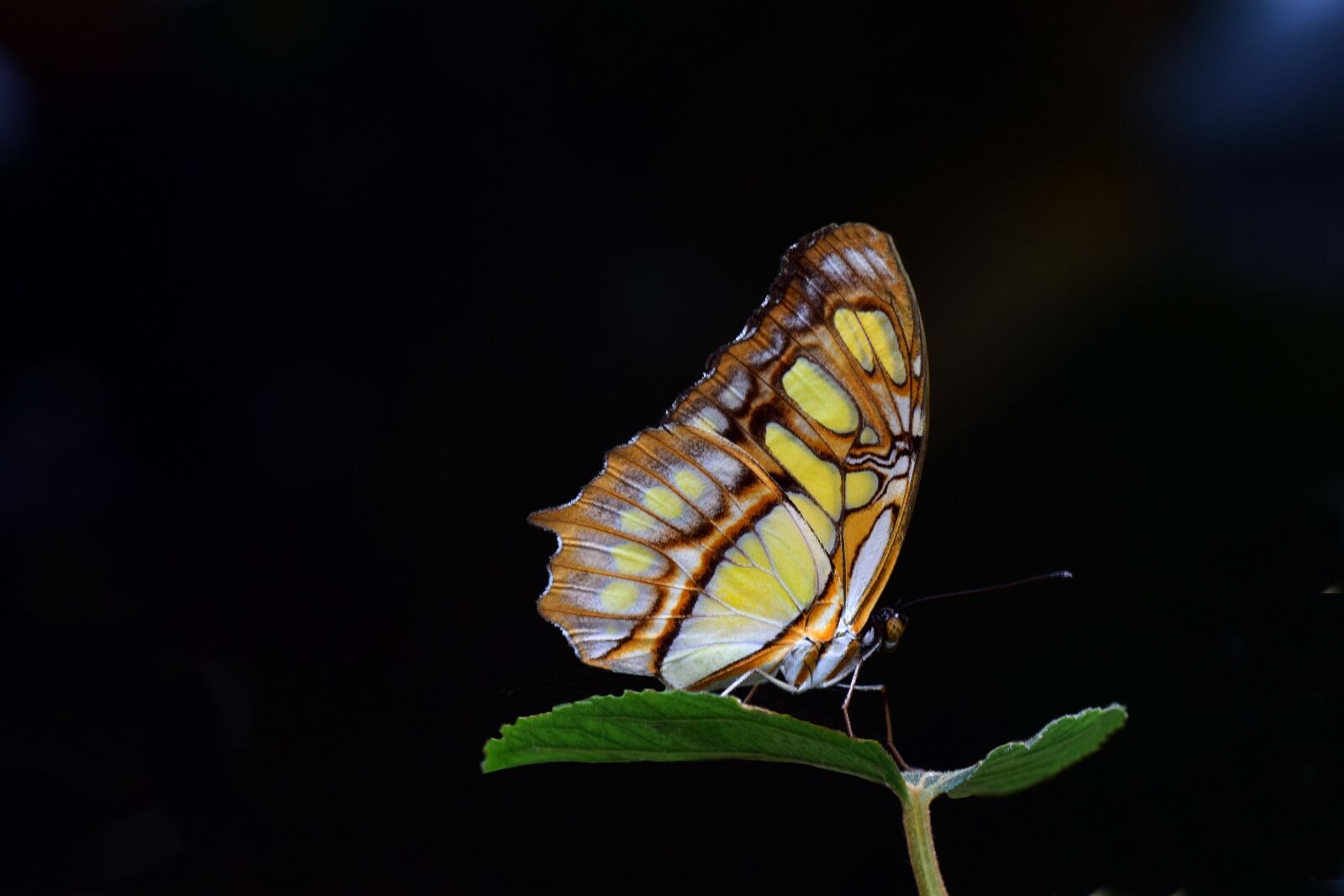Nikon D3300 sample photo. Malachite, spirotea steles, butterfly photography