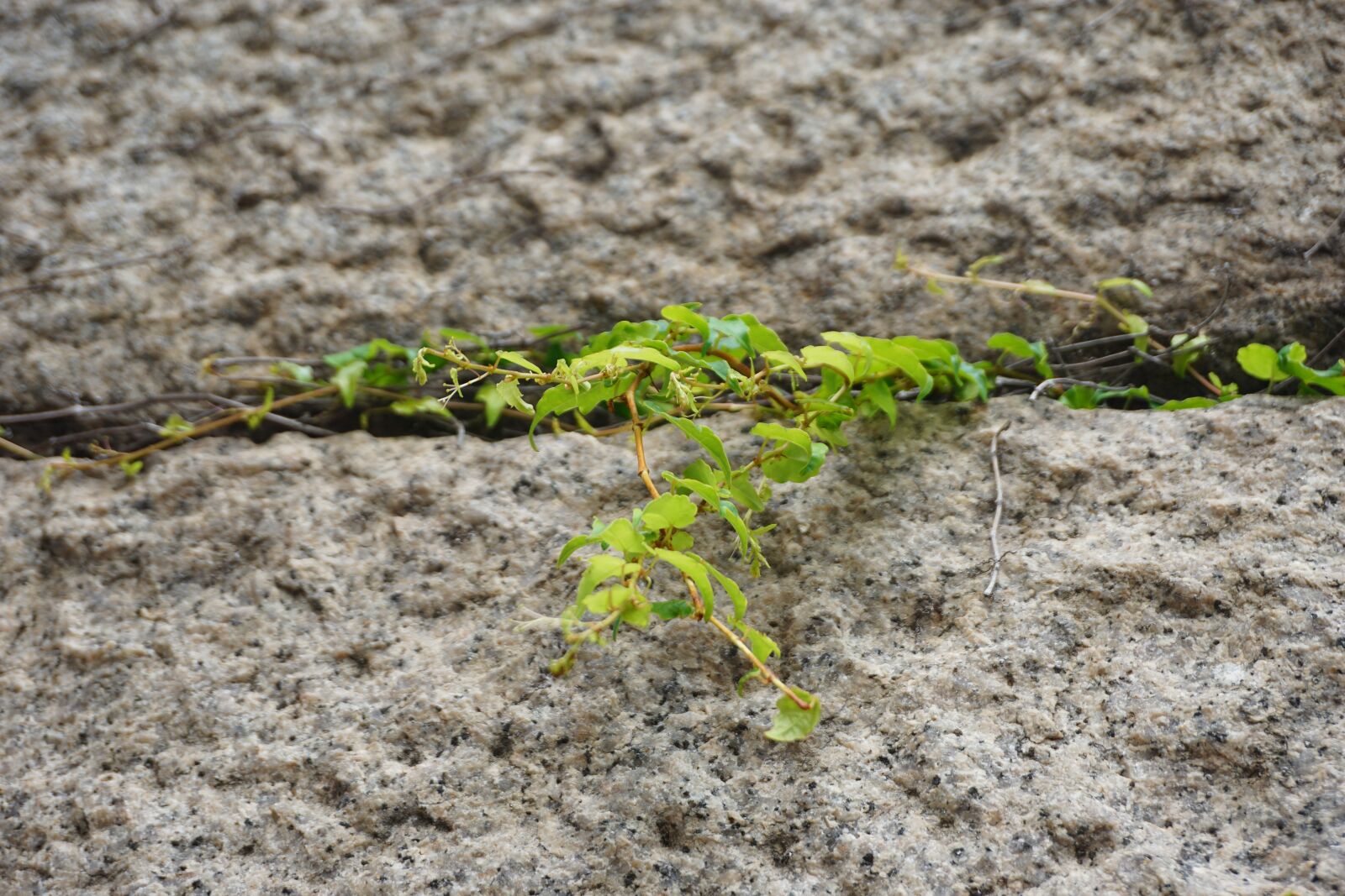 Sony a6000 sample photo. Climbing, tree, green photography
