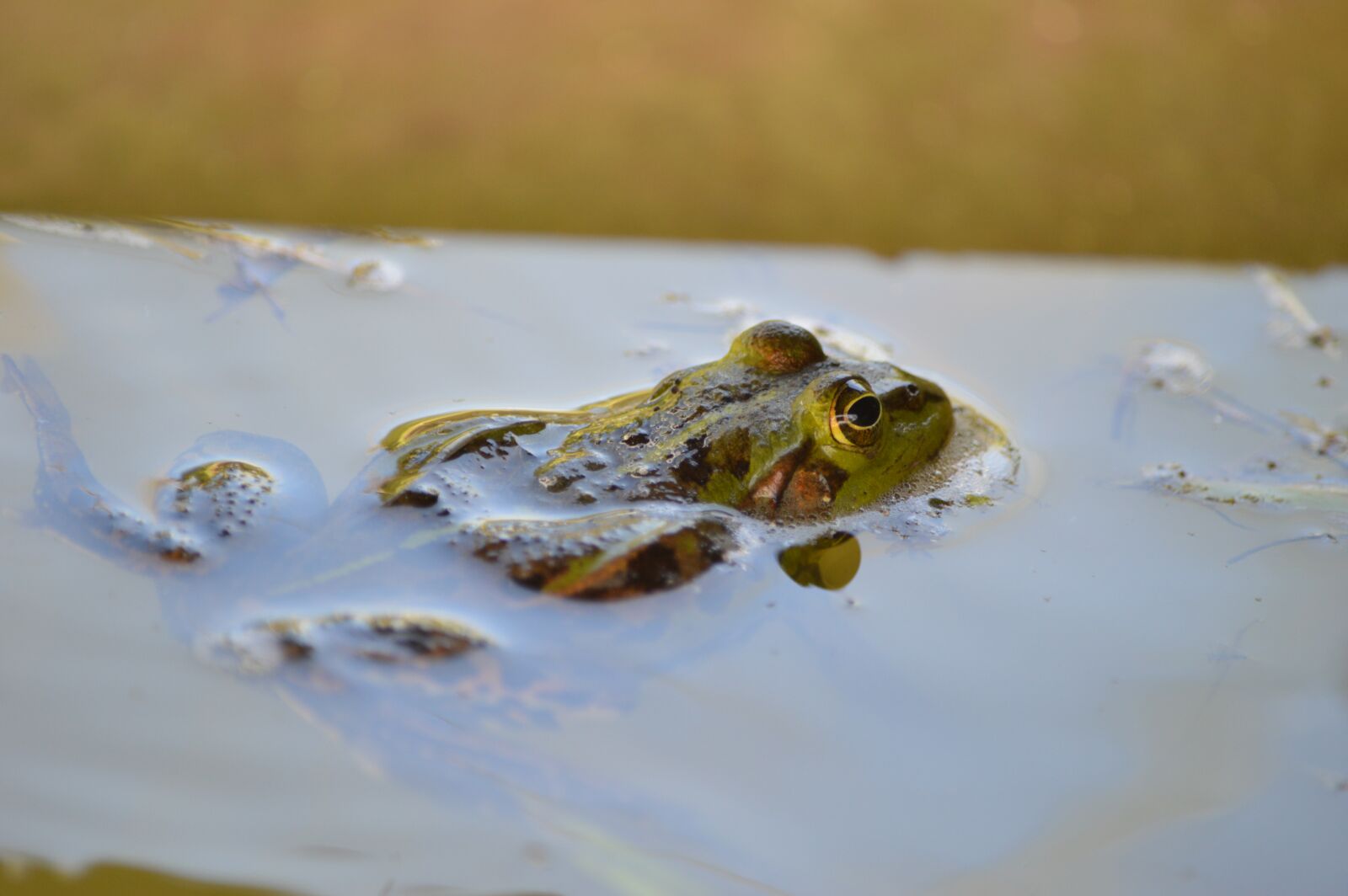 Nikon D3200 sample photo. Frog, pond, animal photography