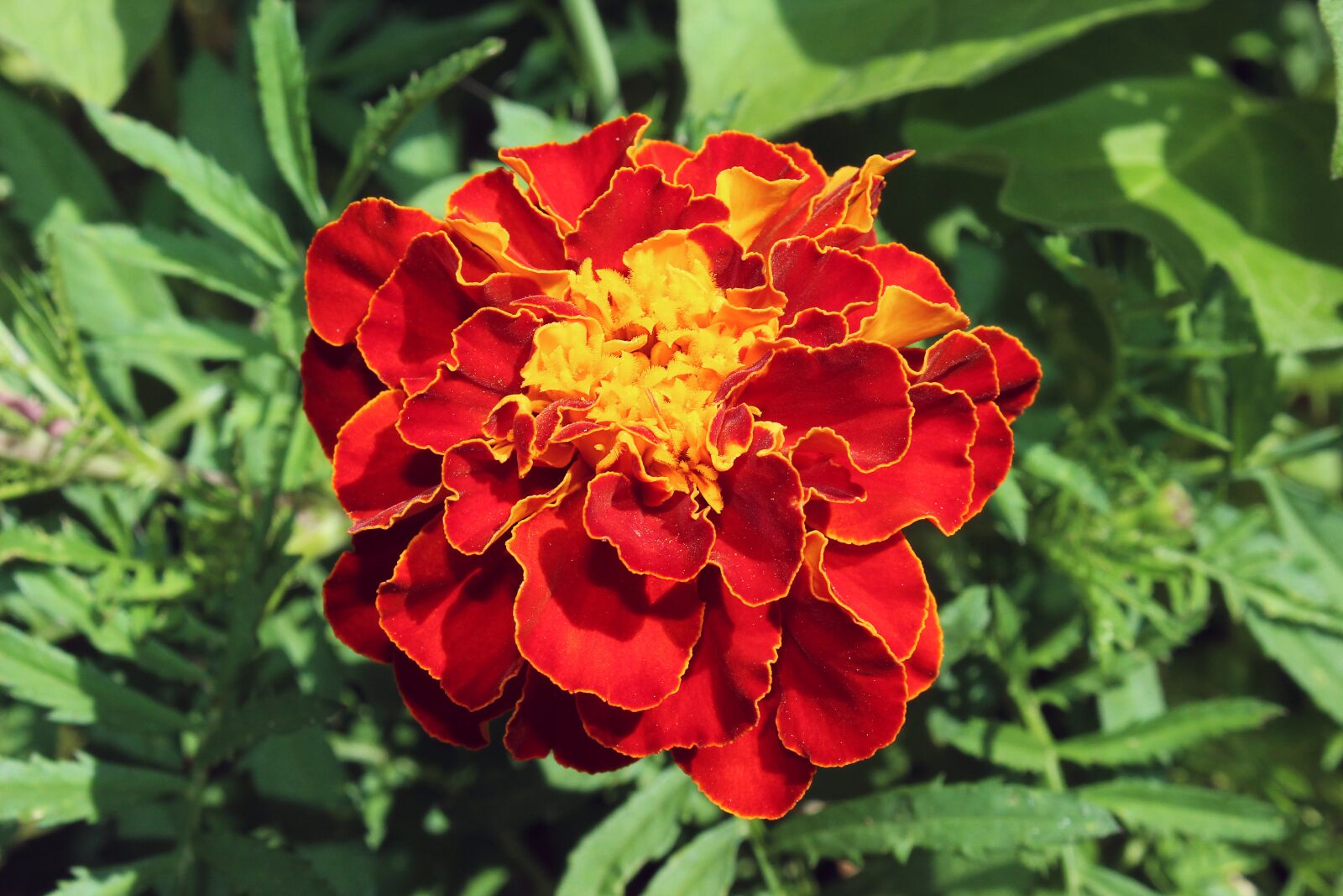 Canon EOS 600D (Rebel EOS T3i / EOS Kiss X5) sample photo. Marigold, red, orange photography
