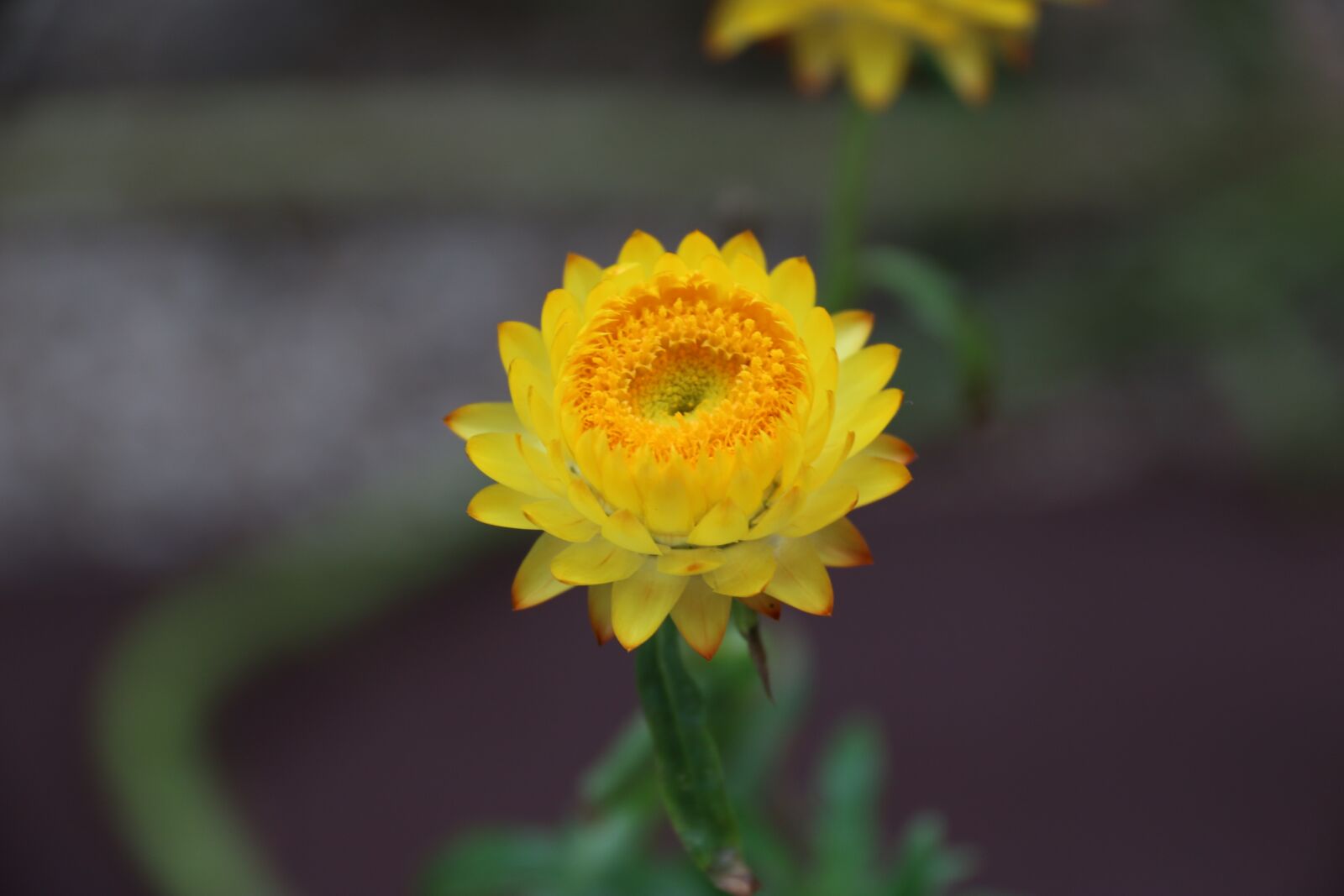 Canon EF-S 18-200mm F3.5-5.6 IS sample photo. Flower, yellow, nature photography