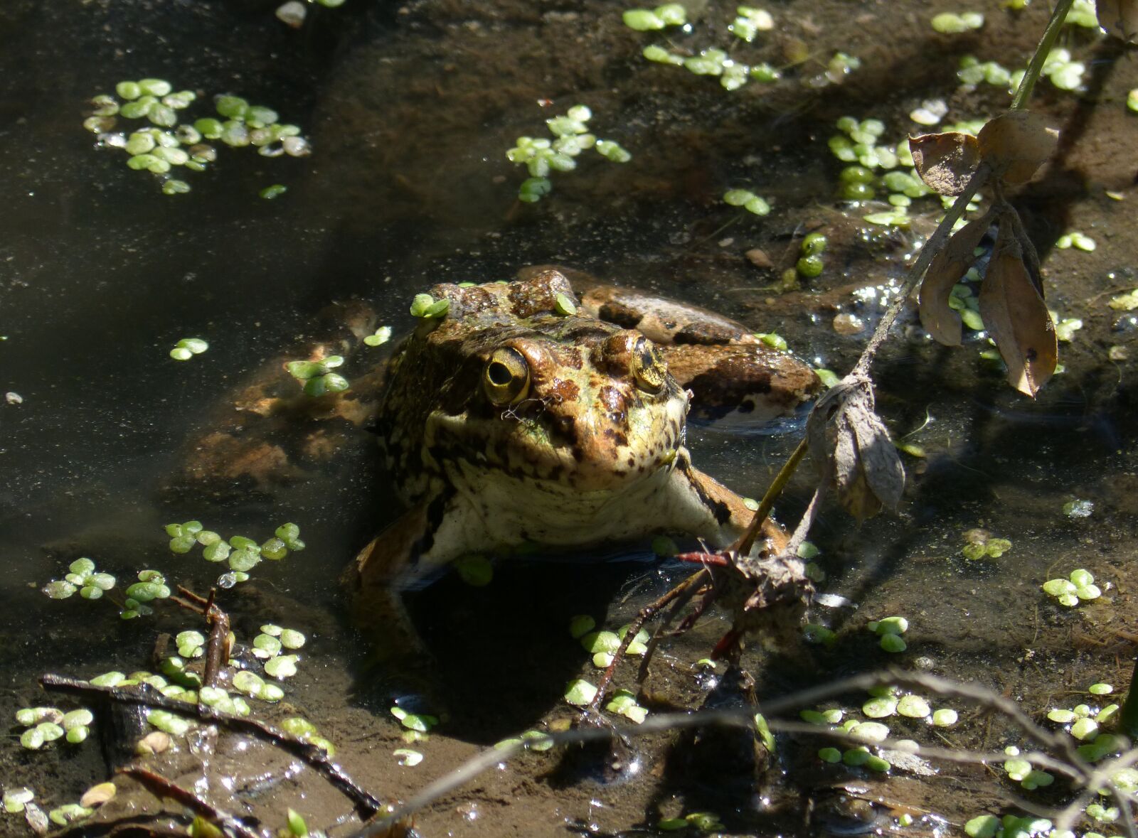 Panasonic DMC-FZ62 sample photo. Frog, batrachian, pond photography