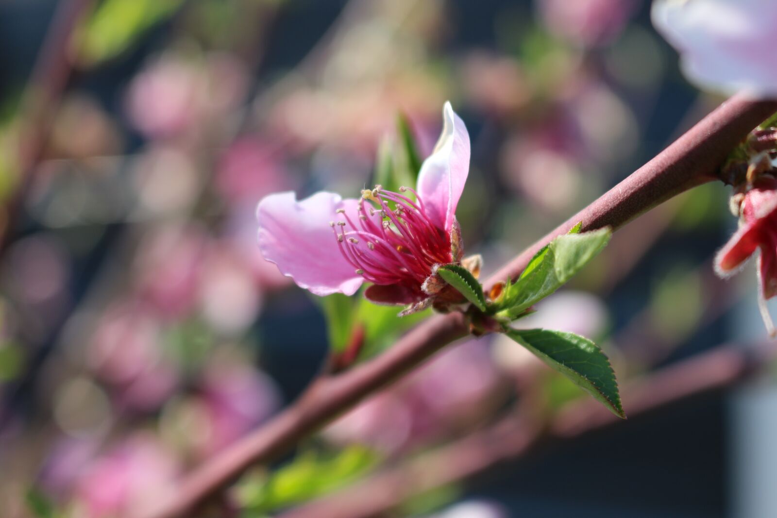 Canon EOS 700D (EOS Rebel T5i / EOS Kiss X7i) sample photo. Flower, garden, spring photography