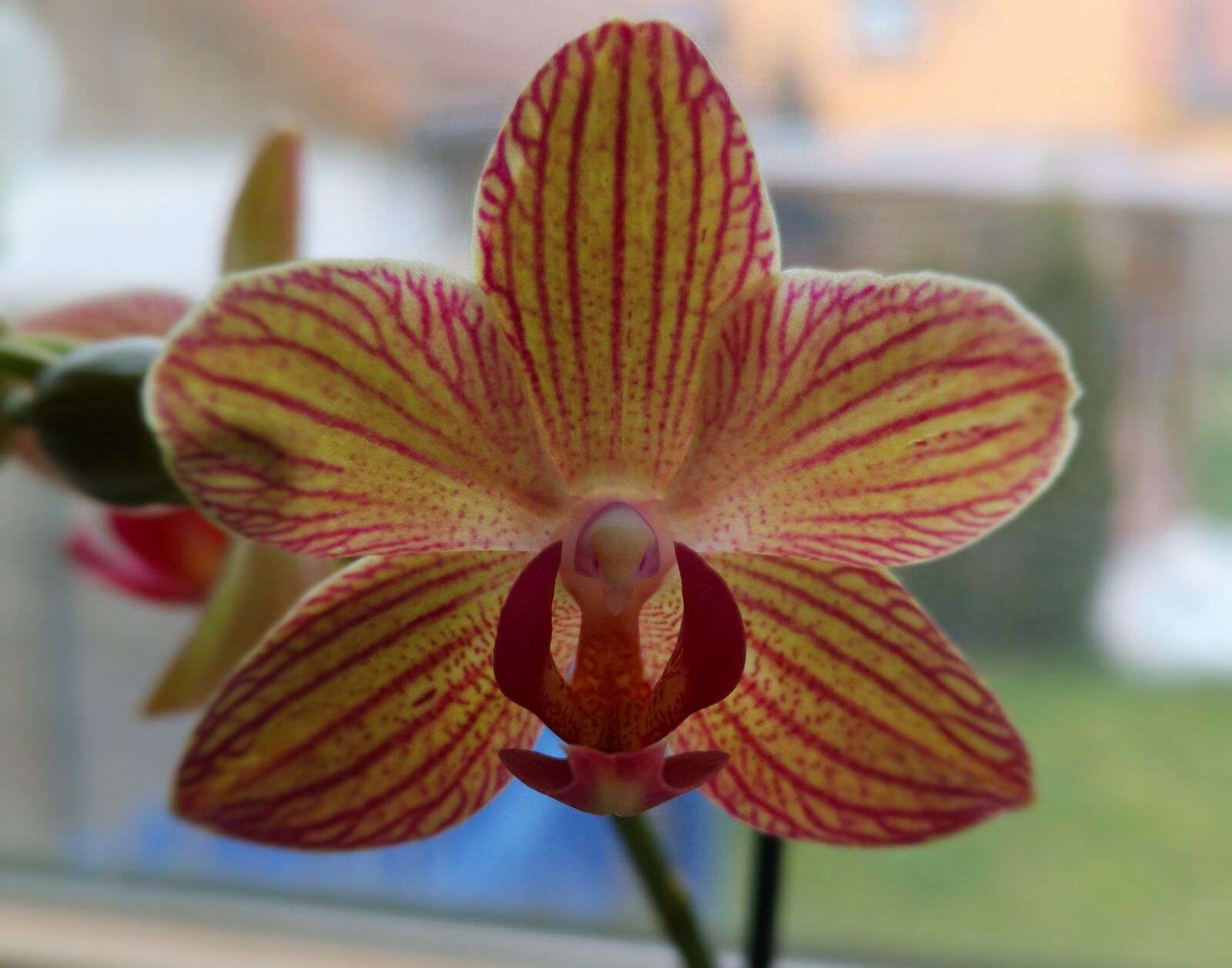 HUAWEI CLT-L29 sample photo. Orchid, phalaenopsis, blossom photography