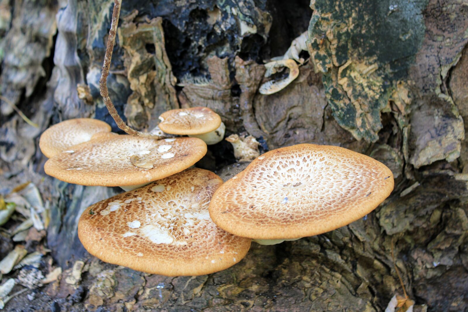 Canon EOS 2000D (EOS Rebel T7 / EOS Kiss X90 / EOS 1500D) sample photo. Mushroom, forests, tribe photography
