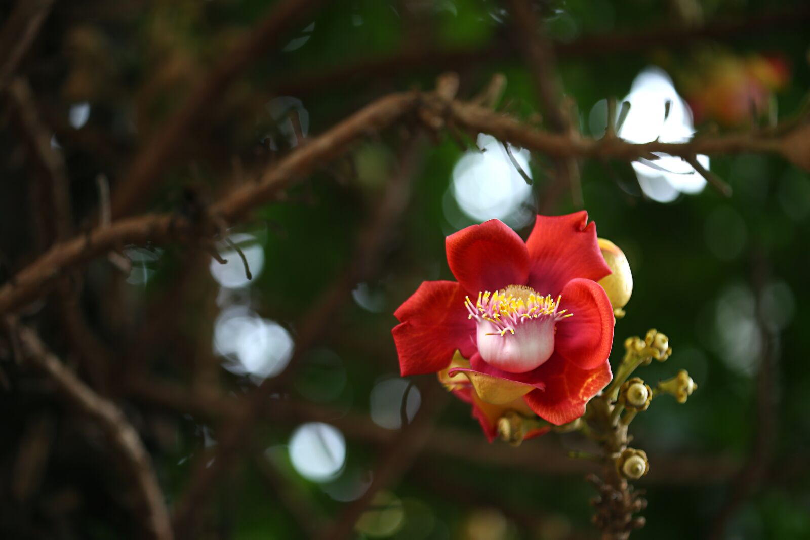 Canon EOS 6D + Canon EF 100mm F2.8 Macro USM sample photo. Flower, tree, asia photography