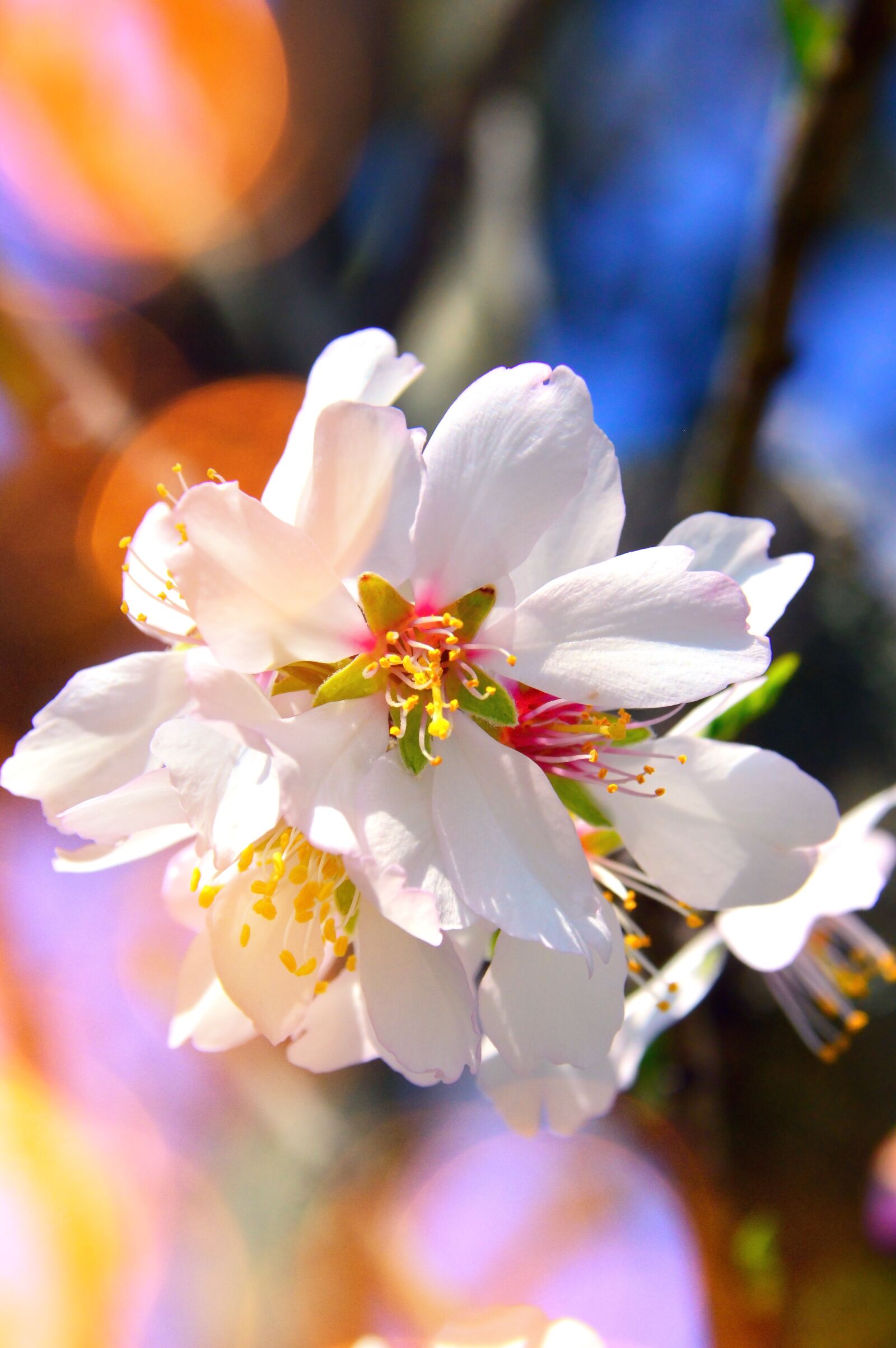 Nikon D3200 sample photo. Flower, cherry, plant photography