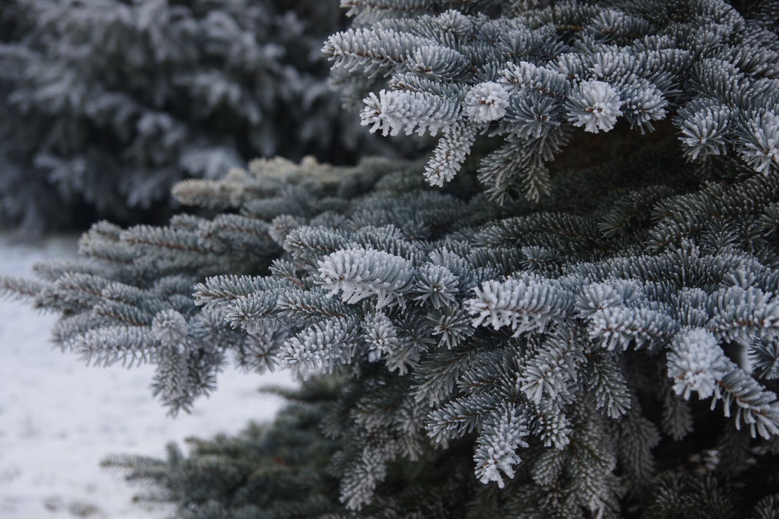 Pentax K-5 sample photo. Winter, frost, spruce photography