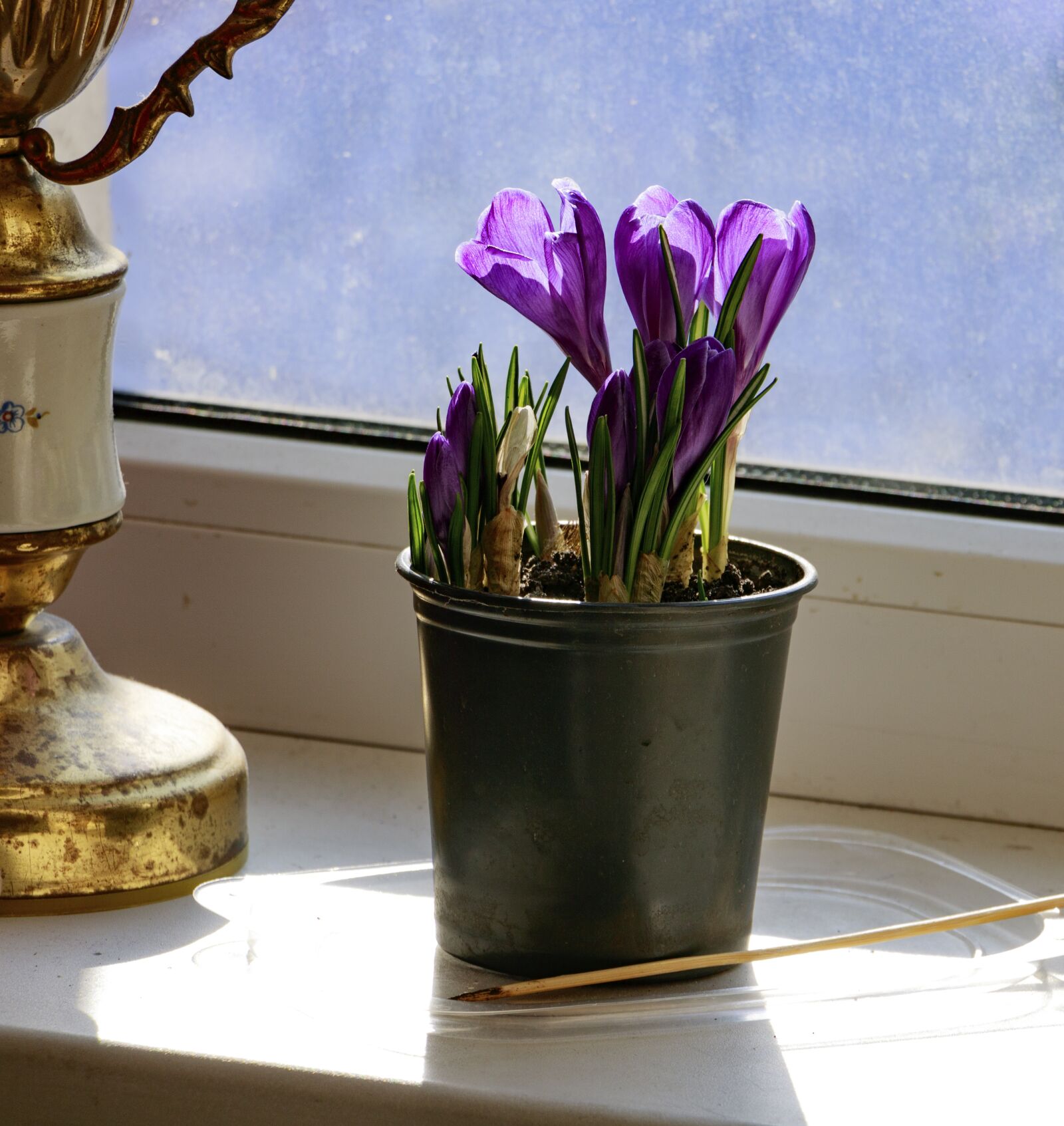 Canon EOS 760D (EOS Rebel T6s / EOS 8000D) sample photo. Flower, spring, saffron photography