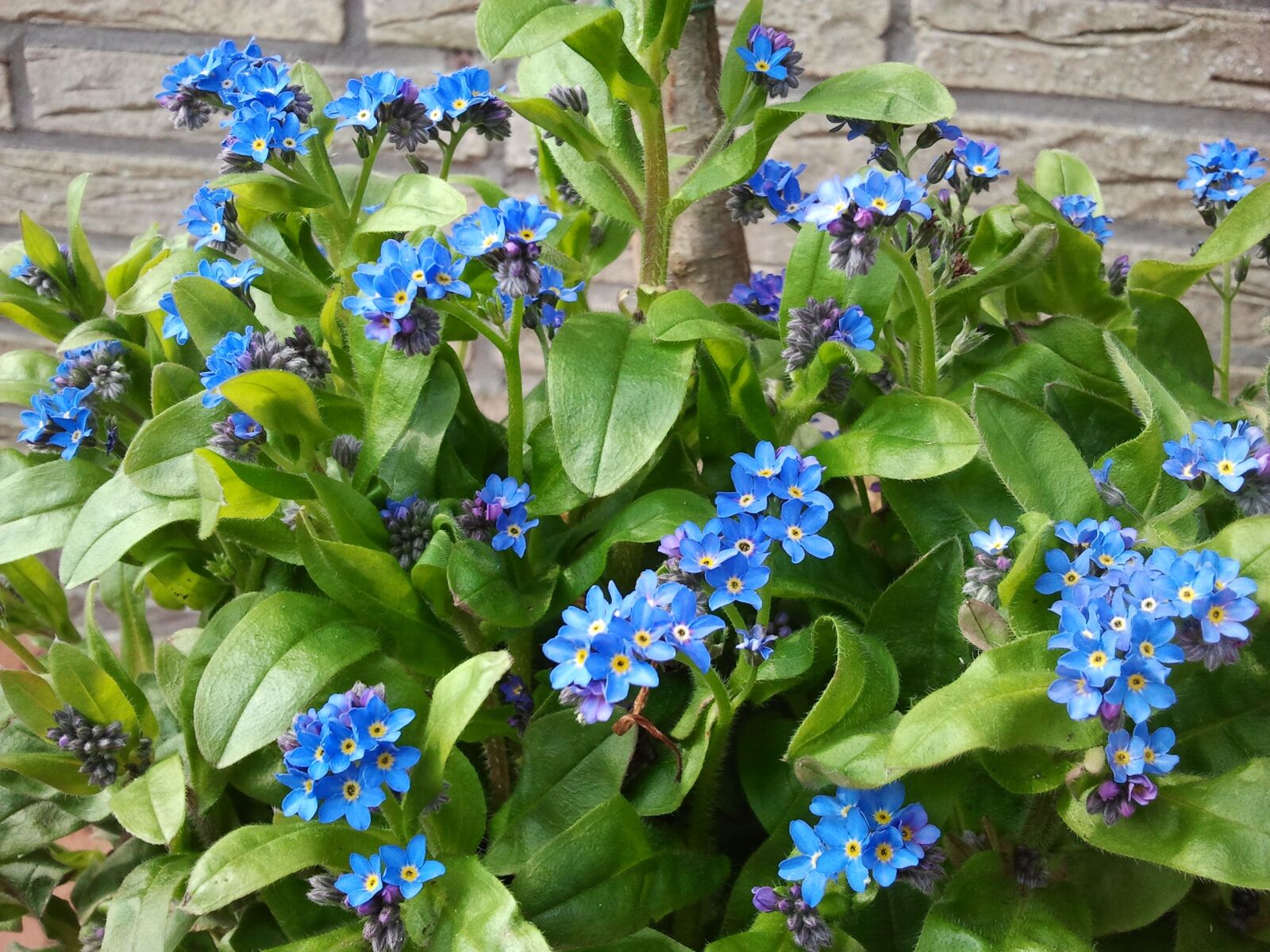 Samsung Galaxy S Plus sample photo. Blue, forget me not photography