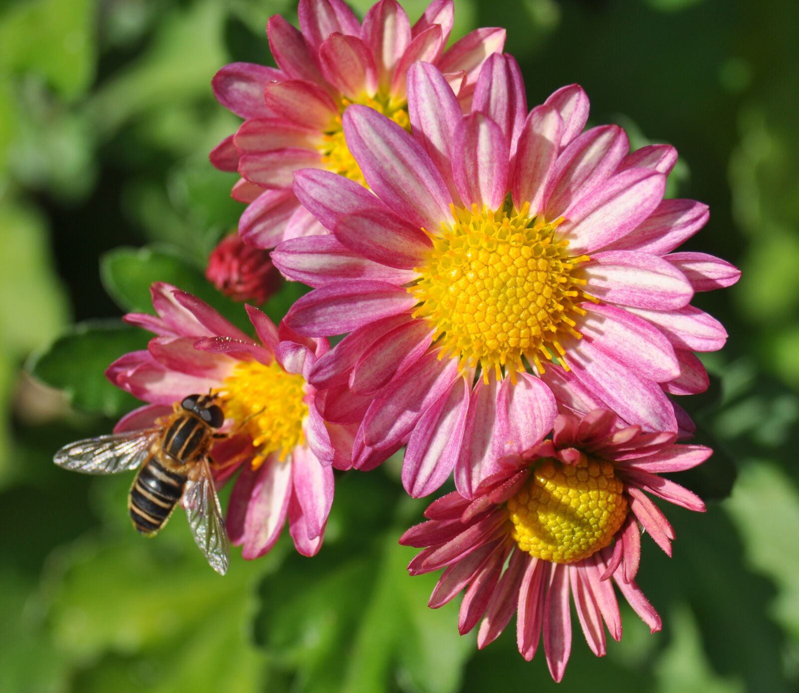 Nikon D90 sample photo. Natural, plant, flowers photography