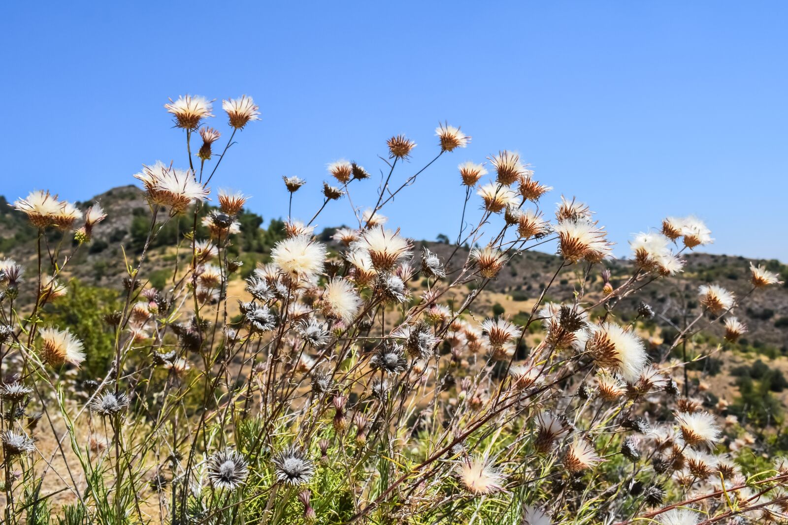 Nikon D3300 sample photo. Flowers, dry, summer photography
